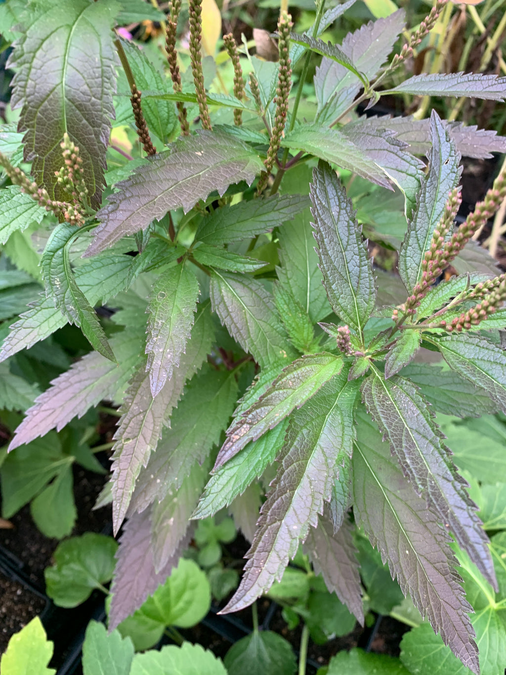 Blue Vervain (Verbena Hastata)