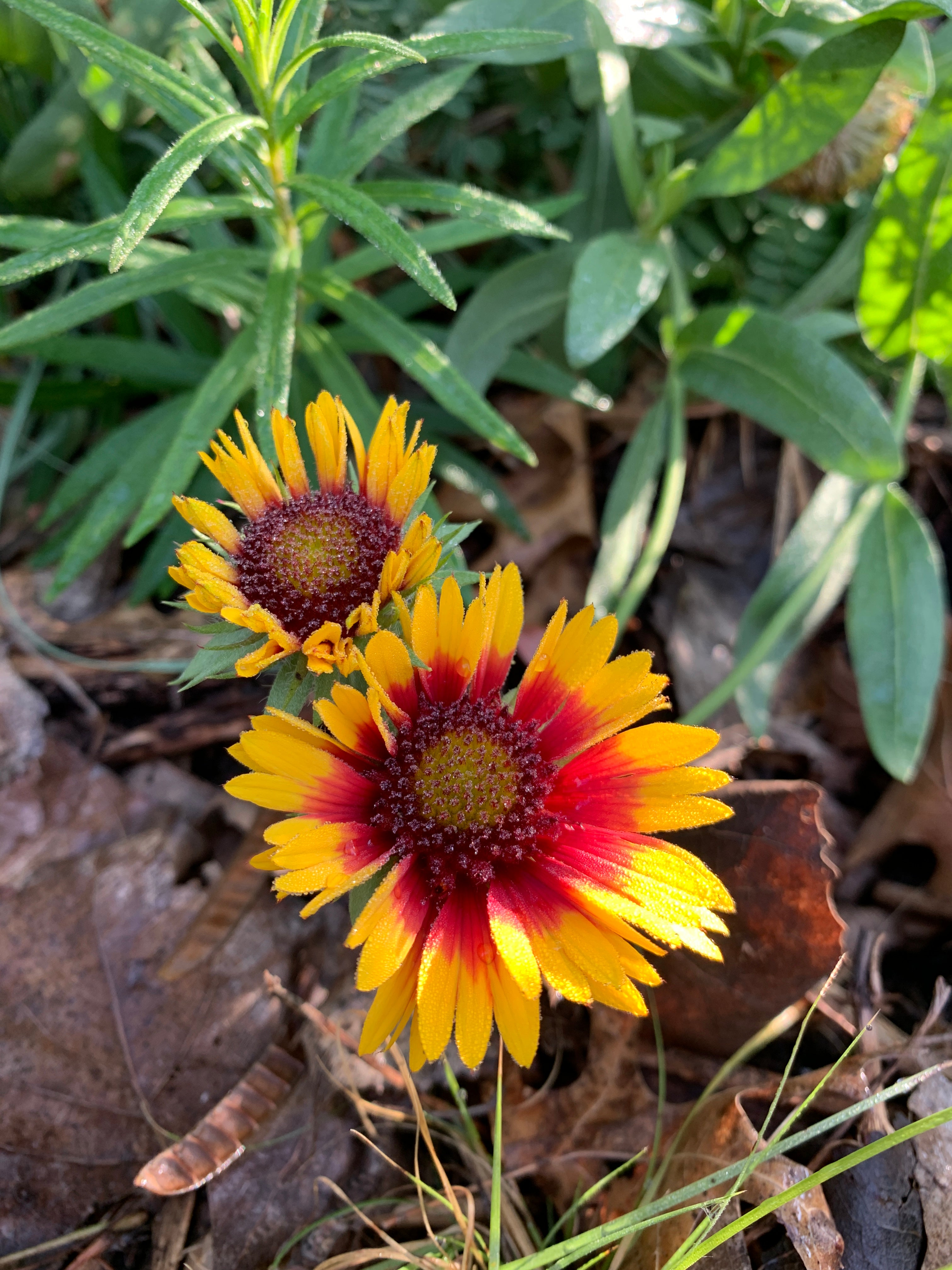 Blanket Flower (Gaillardia Aristata)