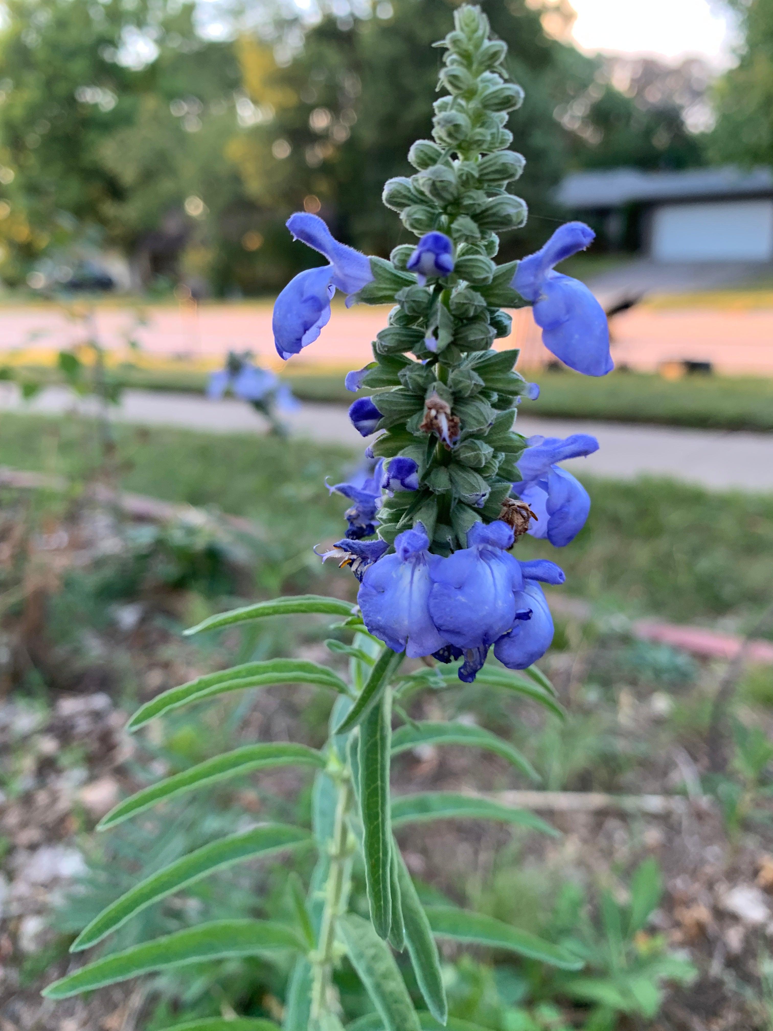 Blue Salvia (Salvia Azurea)