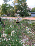 Calico Aster (Symphyotrichum Lateriflorum)
