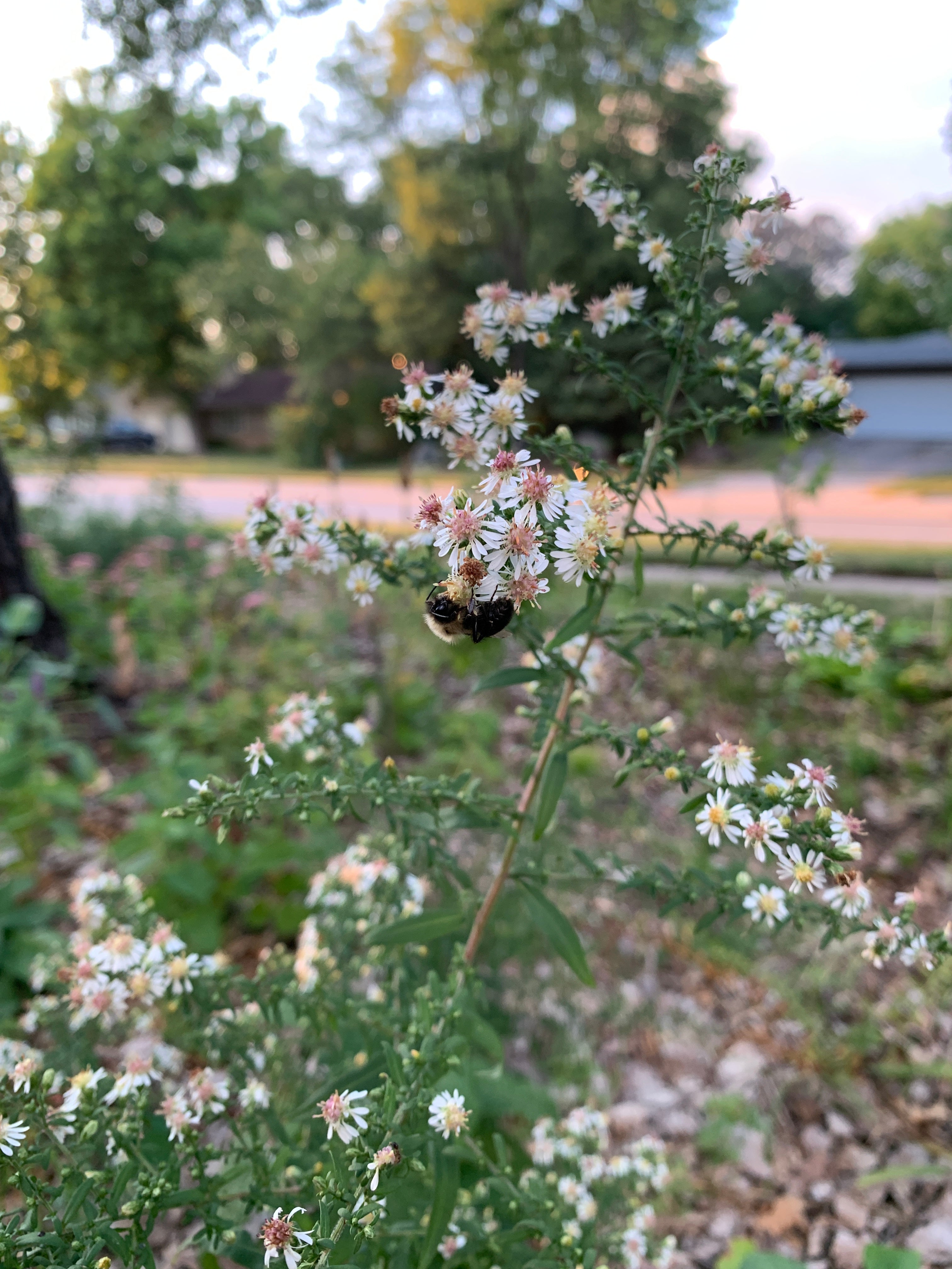 Calico Aster (Symphyotrichum Lateriflorum)