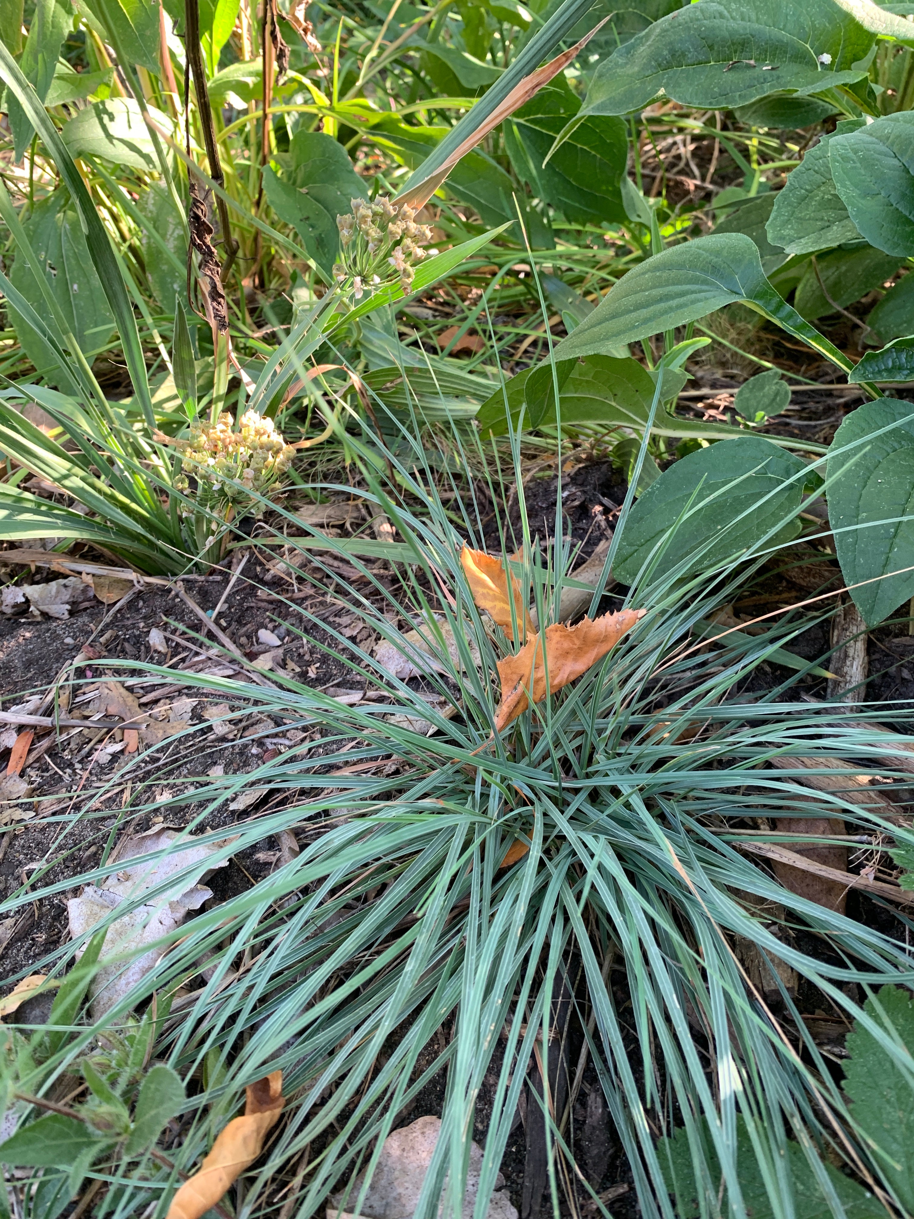 June Grass (Koeleria Macrantha)