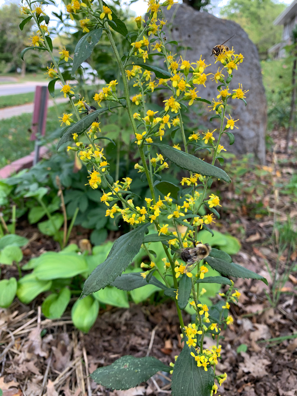 Zigzag Goldenrod (Solidago Flexicaulis)