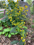 Zigzag Goldenrod (Solidago Flexicaulis)