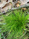 Ivory Sedge (Carex Eburnea)