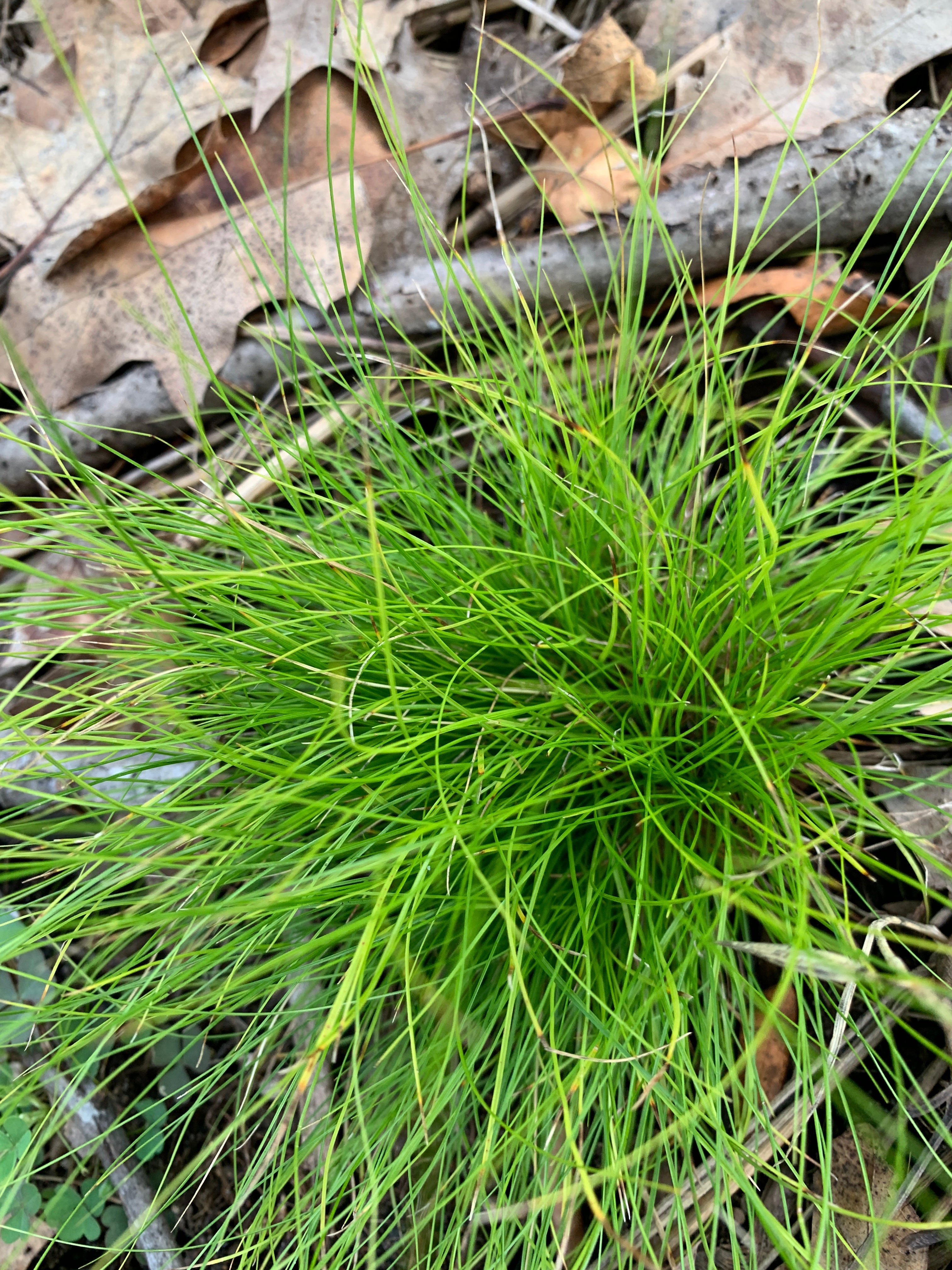 Ivory Sedge (Carex Eburnea)