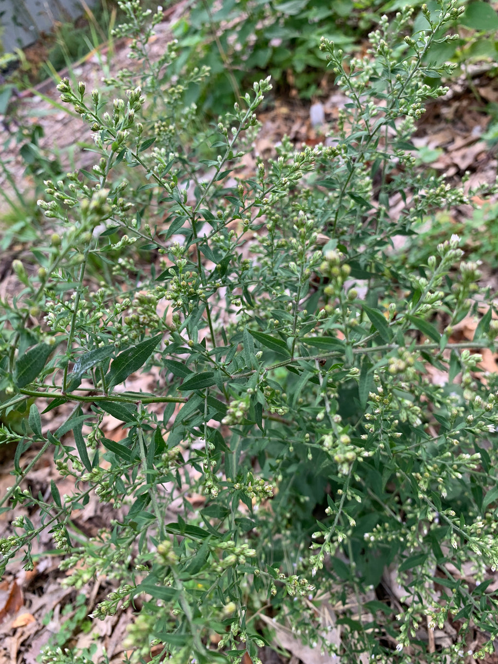 Blue Wood Aster (Symphyotrichum Cordifolium)