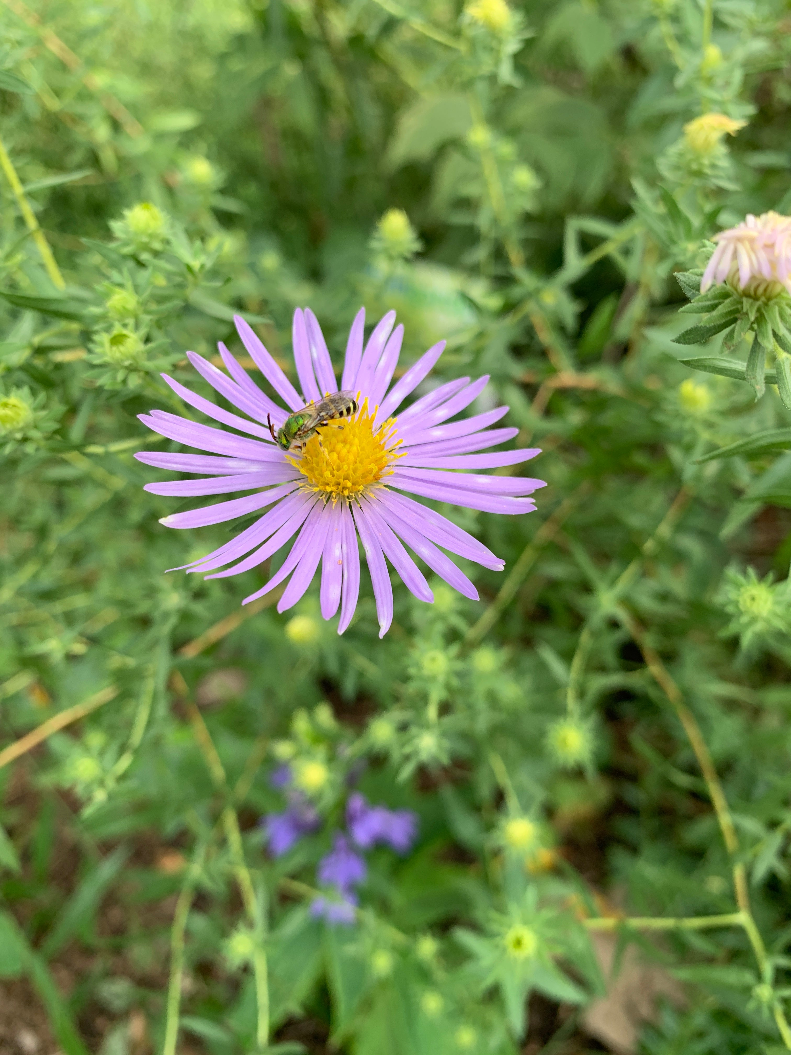 Aromatic Aster (Symphyotruchum Oblongfolium)