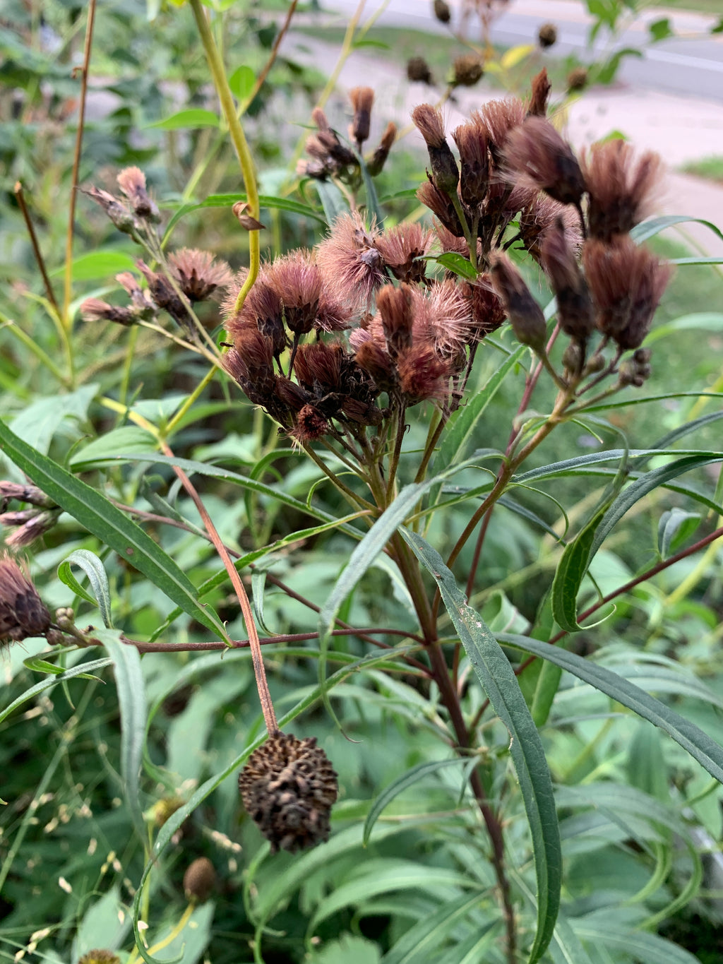Ironweed (Vernonia Fasciculata)