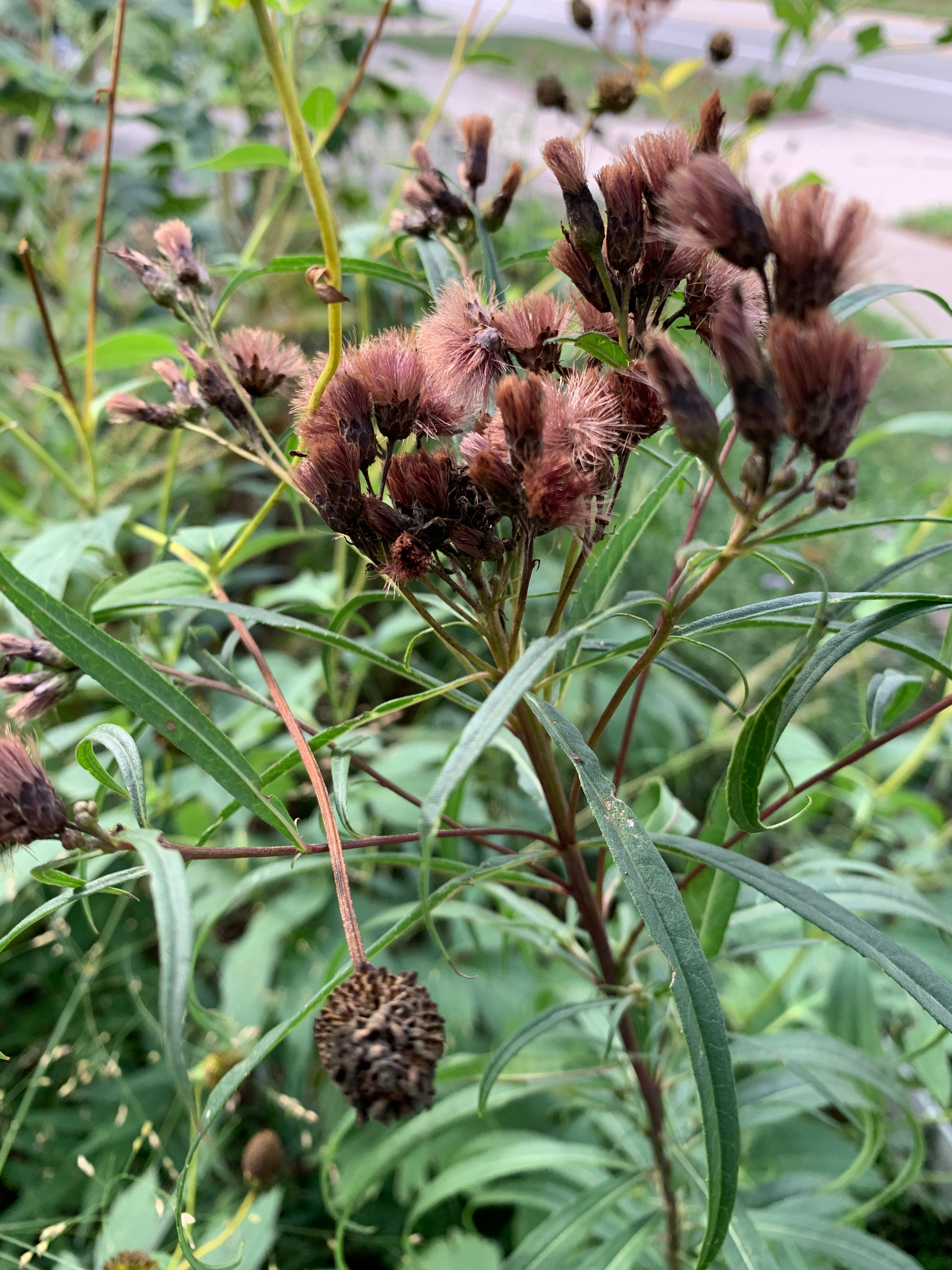 Ironweed (Vernonia Fasciculata)
