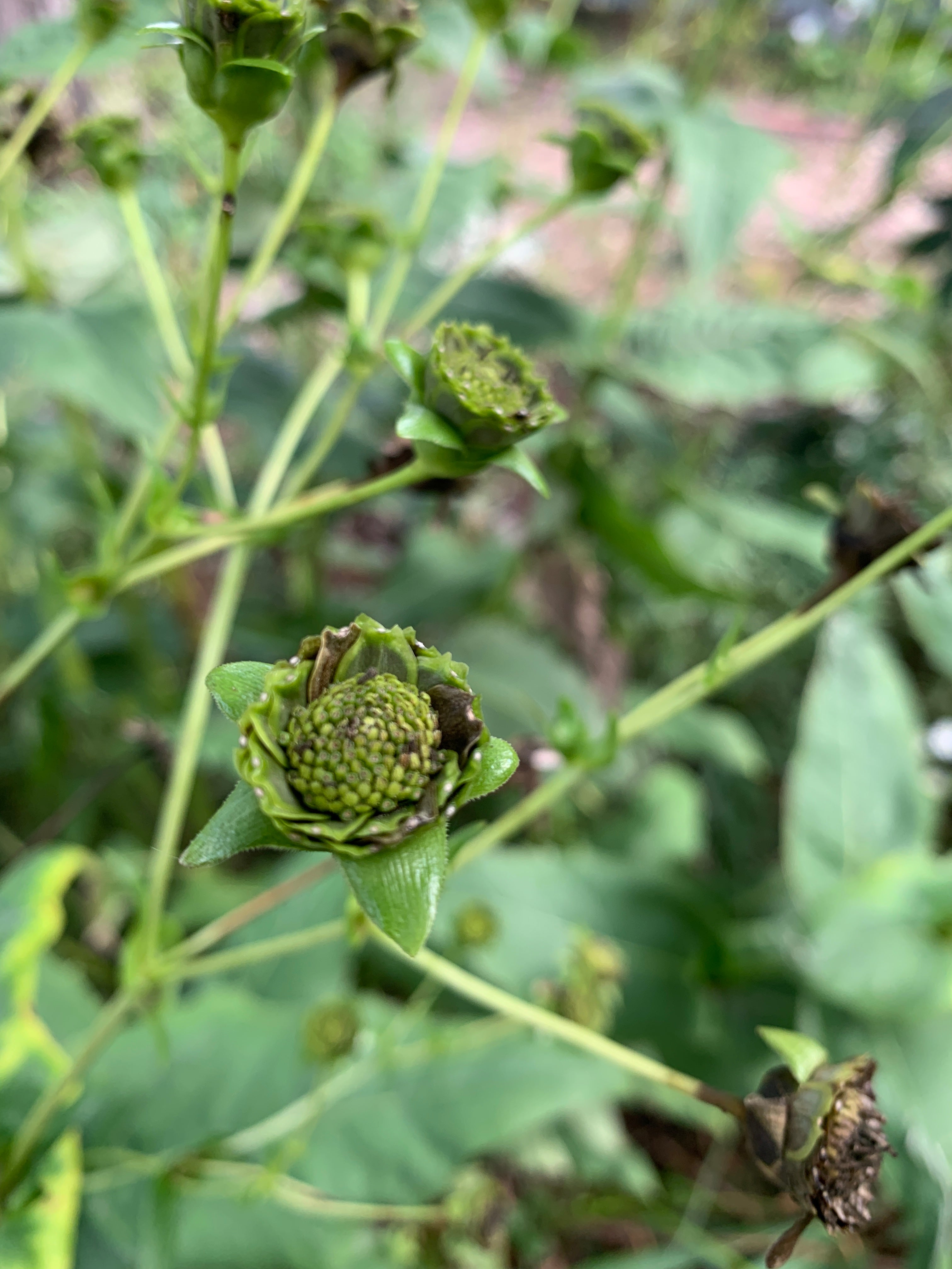Cup Plant (Silphium Perfoliatum)