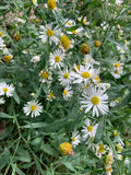 False Aster (False Aster)