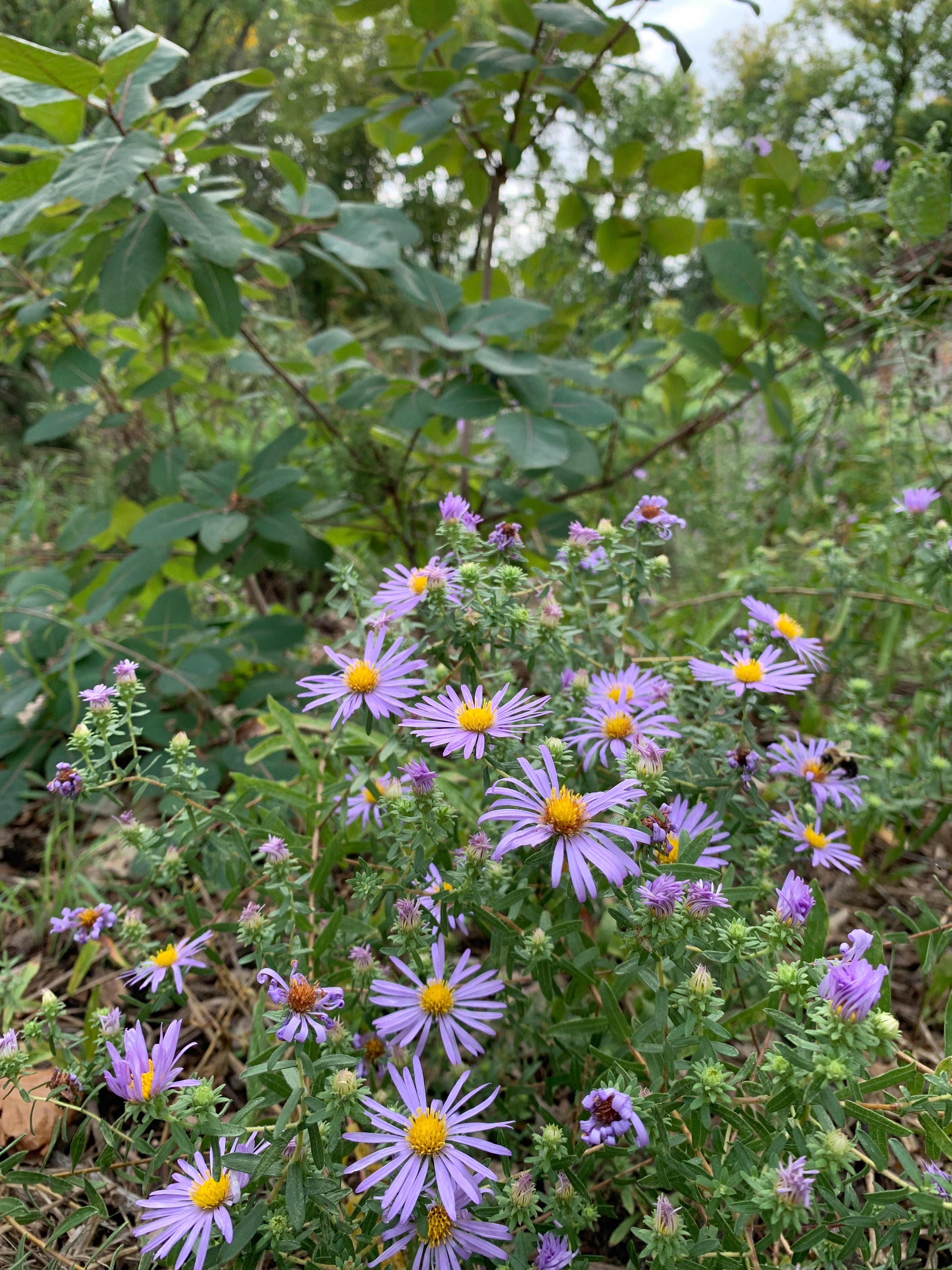 Aromatic Aster (Symphyotruchum Oblongfolium)
