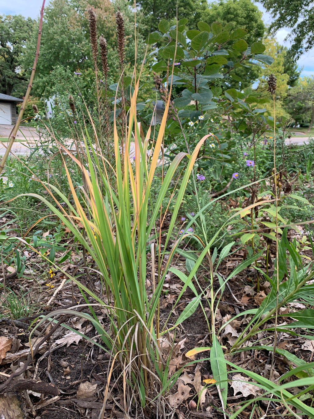 Yellow Prairie Grass (Sorghastrum Nutans)