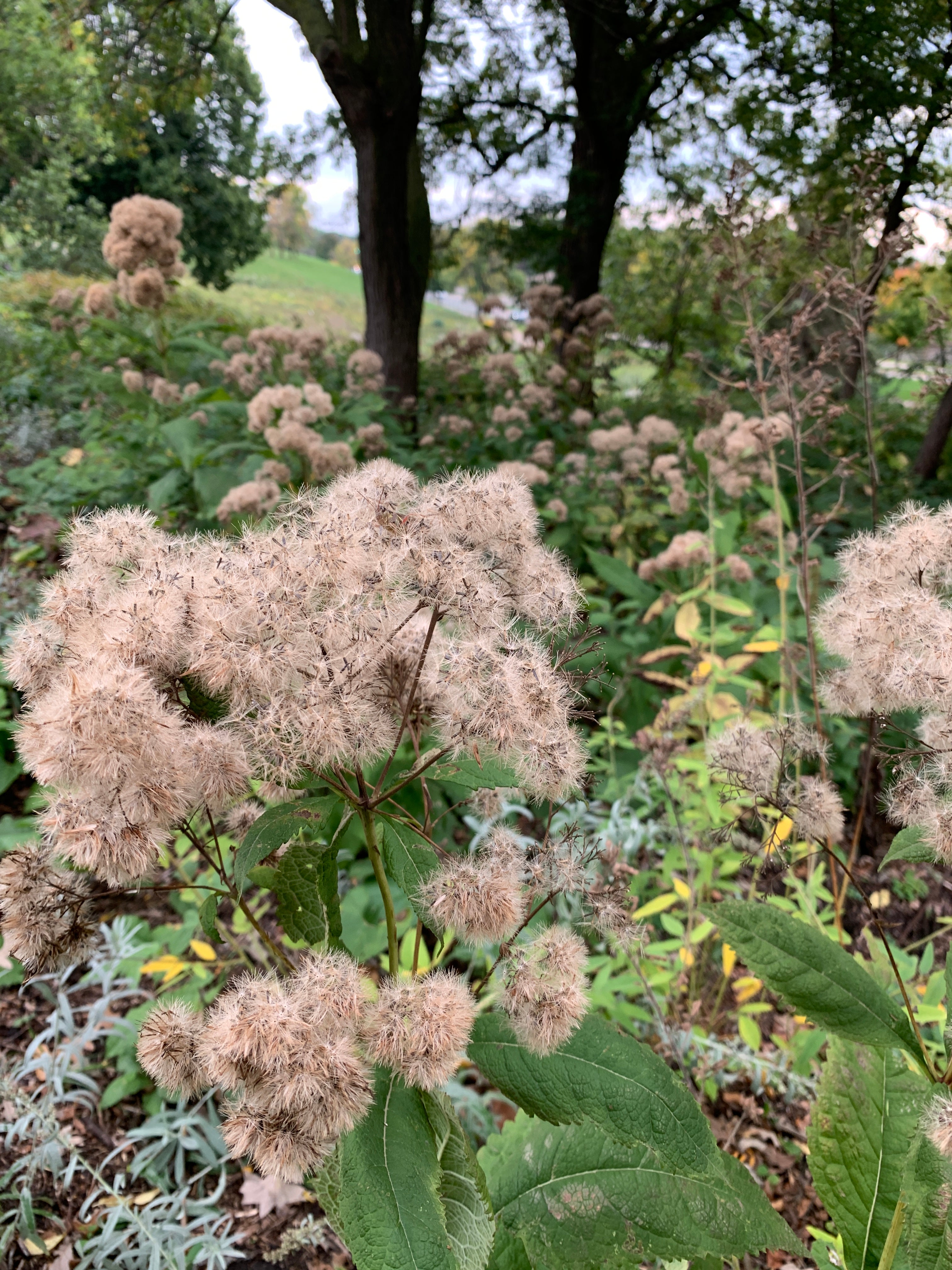 Sweet Joe Pye Weed (Eutrochium Purpureum)