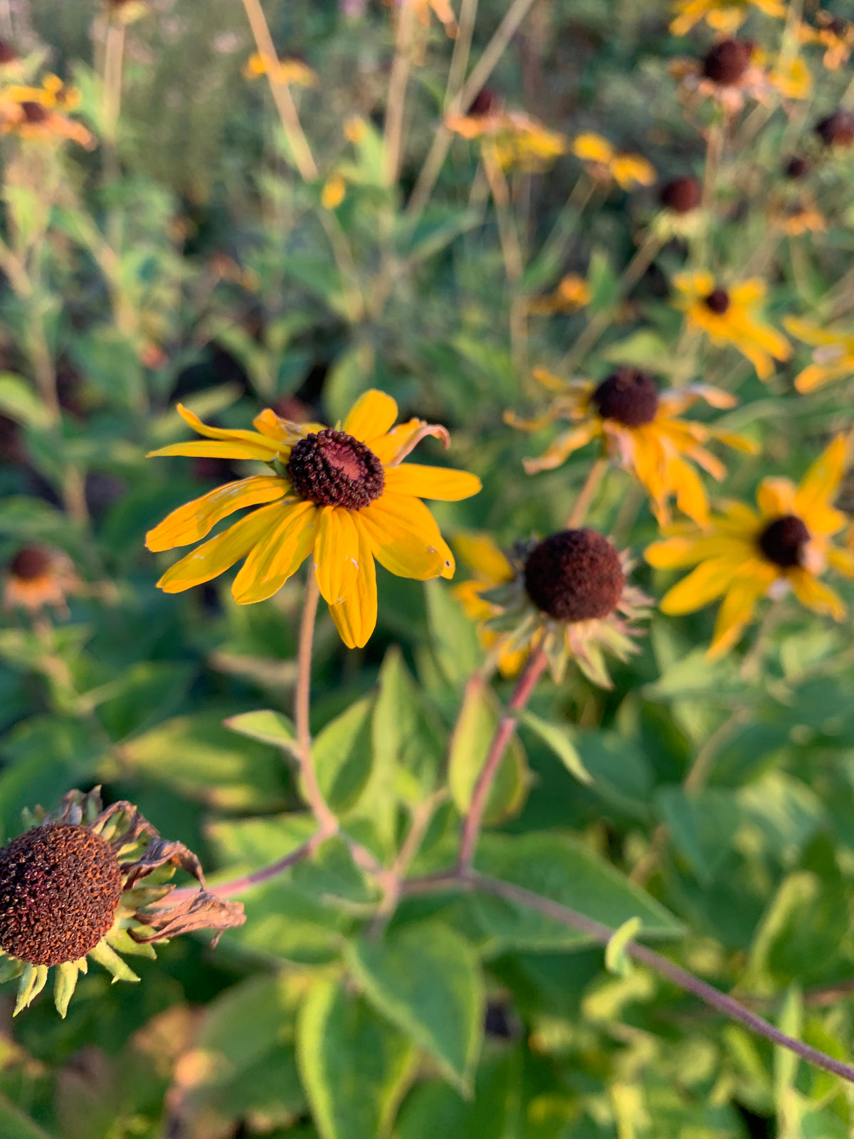 Sweet Coneflower (Rudbeckia Subtomentosa)