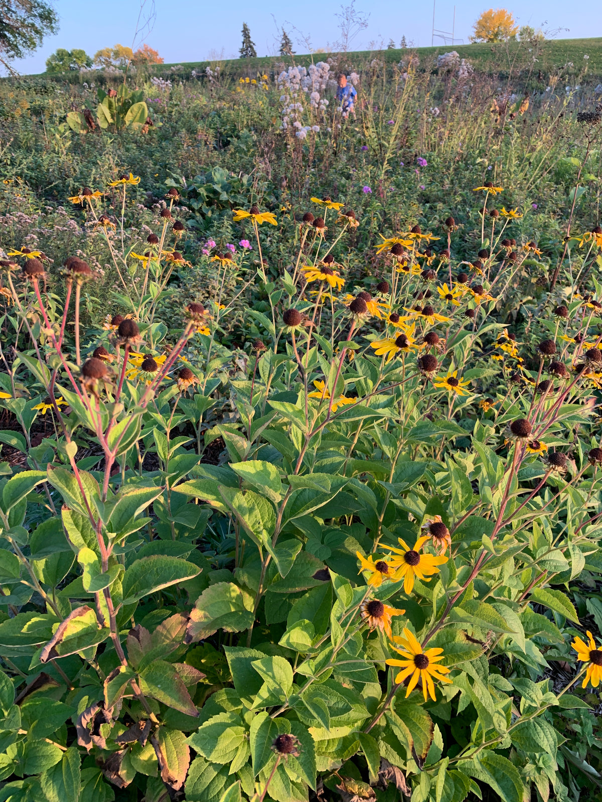 Sweet Coneflower (Rudbeckia Subtomentosa)