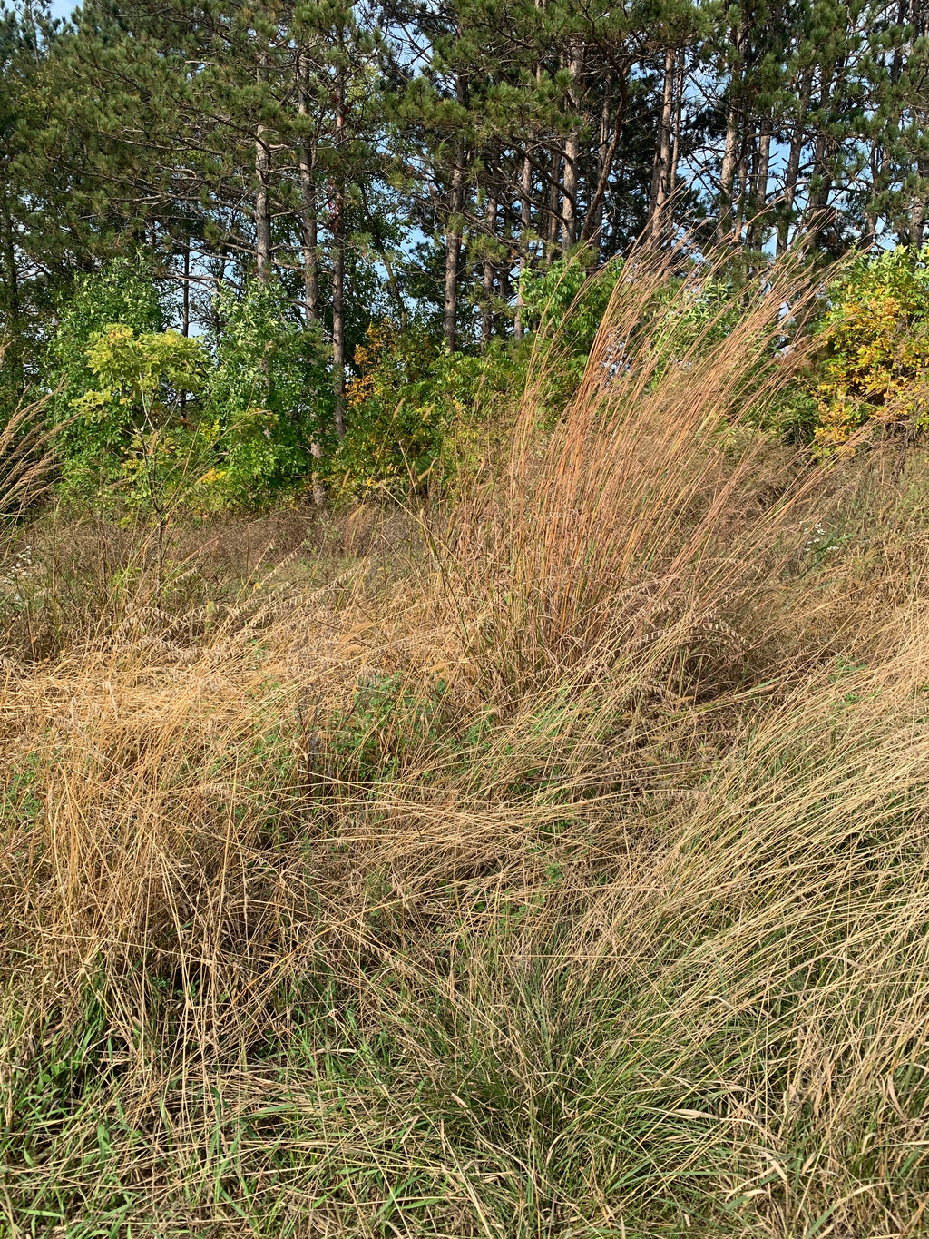 Side-Oats Grama (Bouteloua Curtipendula)