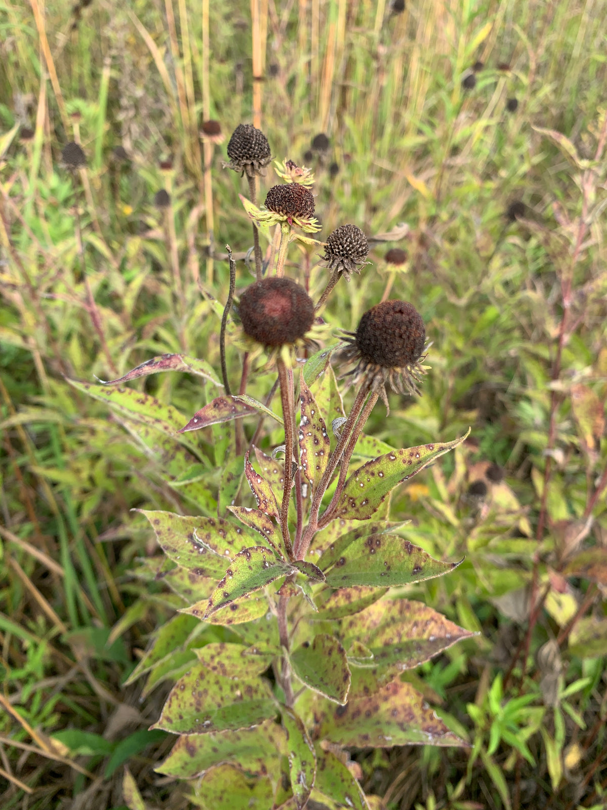 Sweet Coneflower (Rudbeckia Subtomentosa)