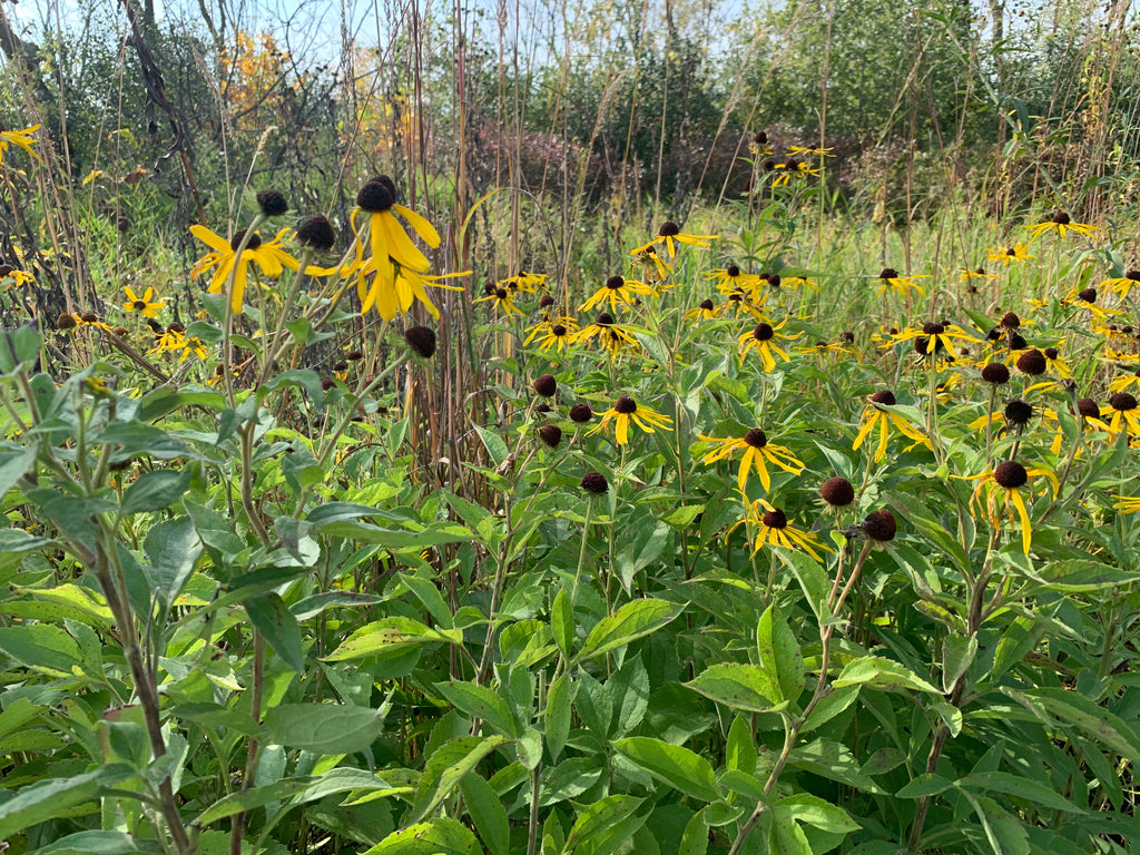 Sweet Coneflower (Rudbeckia Subtomentosa)