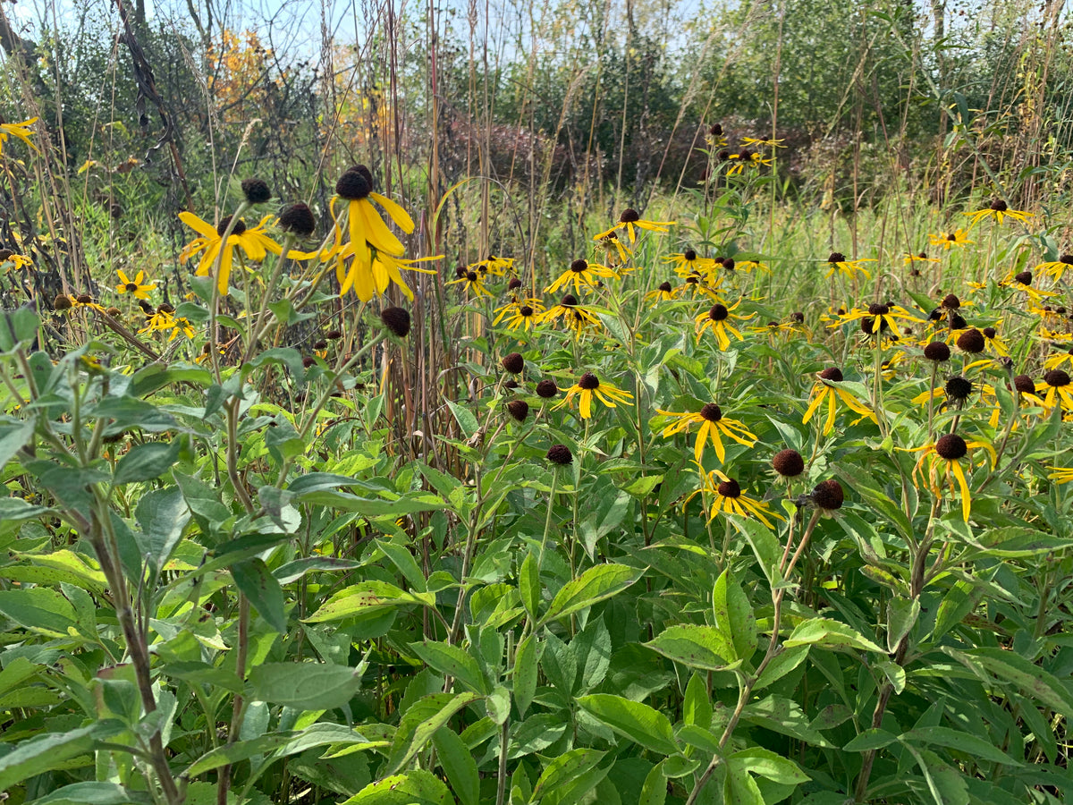 Sweet Coneflower (Rudbeckia Subtomentosa)