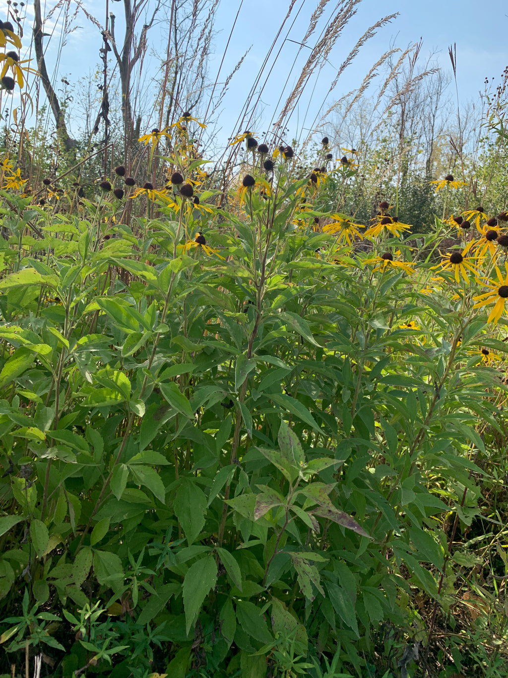 Sweet Coneflower (Rudbeckia Subtomentosa)