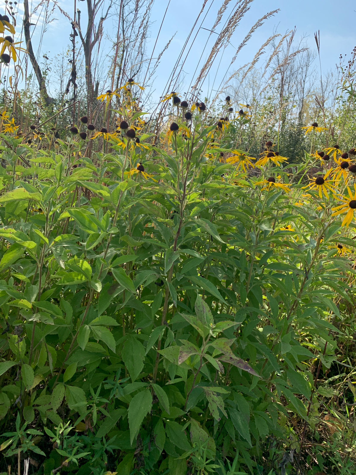 Sweet Coneflower (Rudbeckia Subtomentosa)