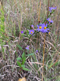 Smooth Aster (Symphyotrichum laeve)