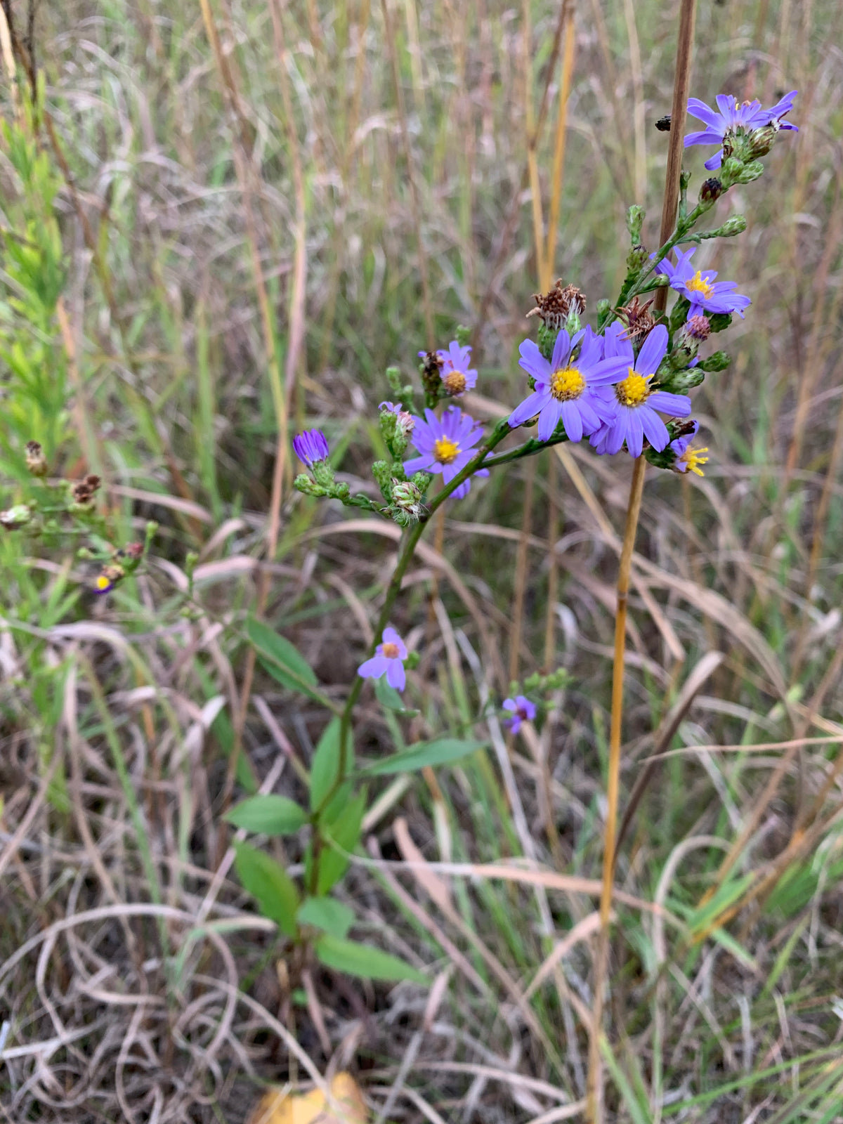 Smooth Aster (Symphyotrichum laeve)