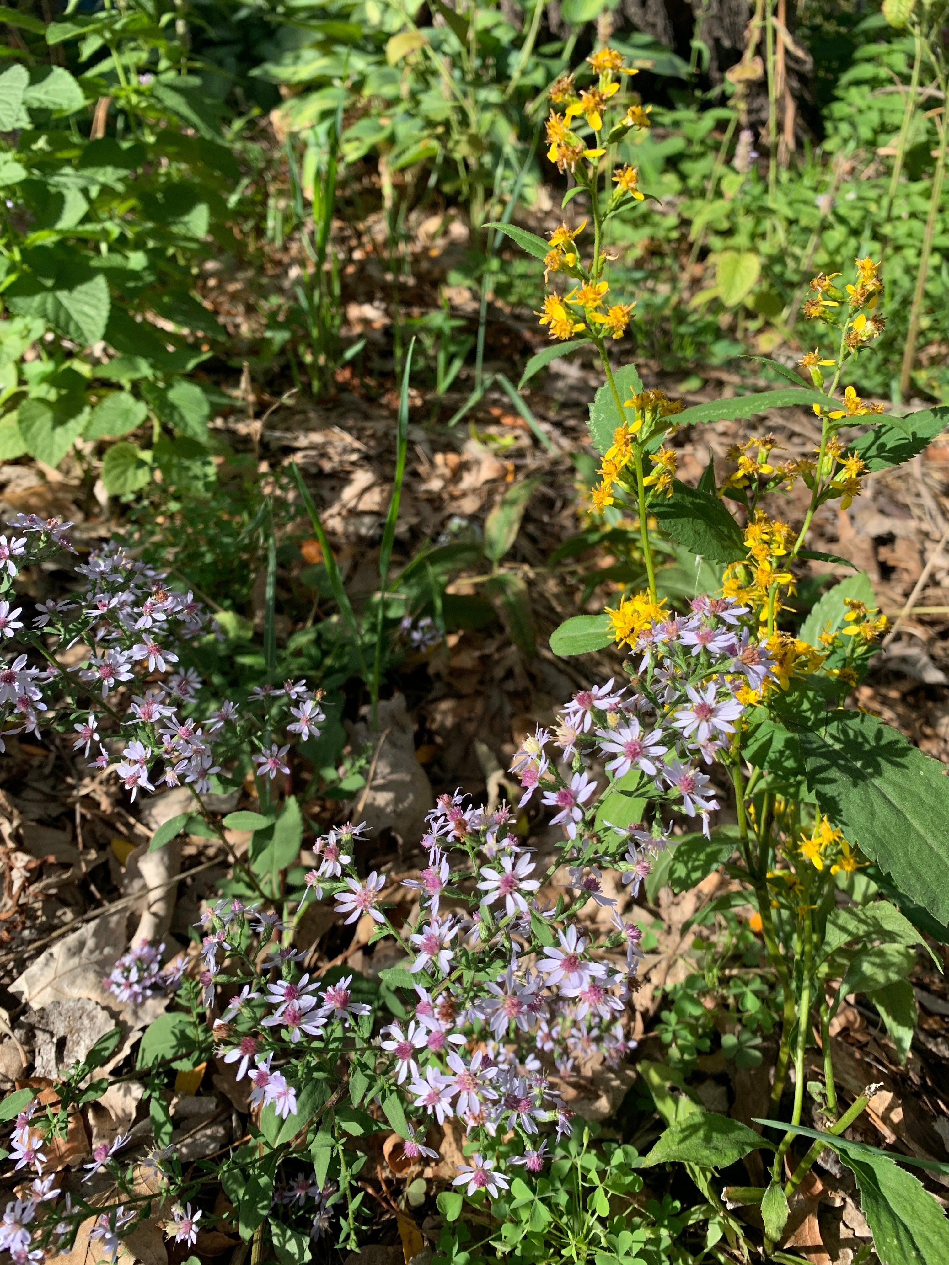 Blue Wood Aster (Symphyotrichum Cordifolium)