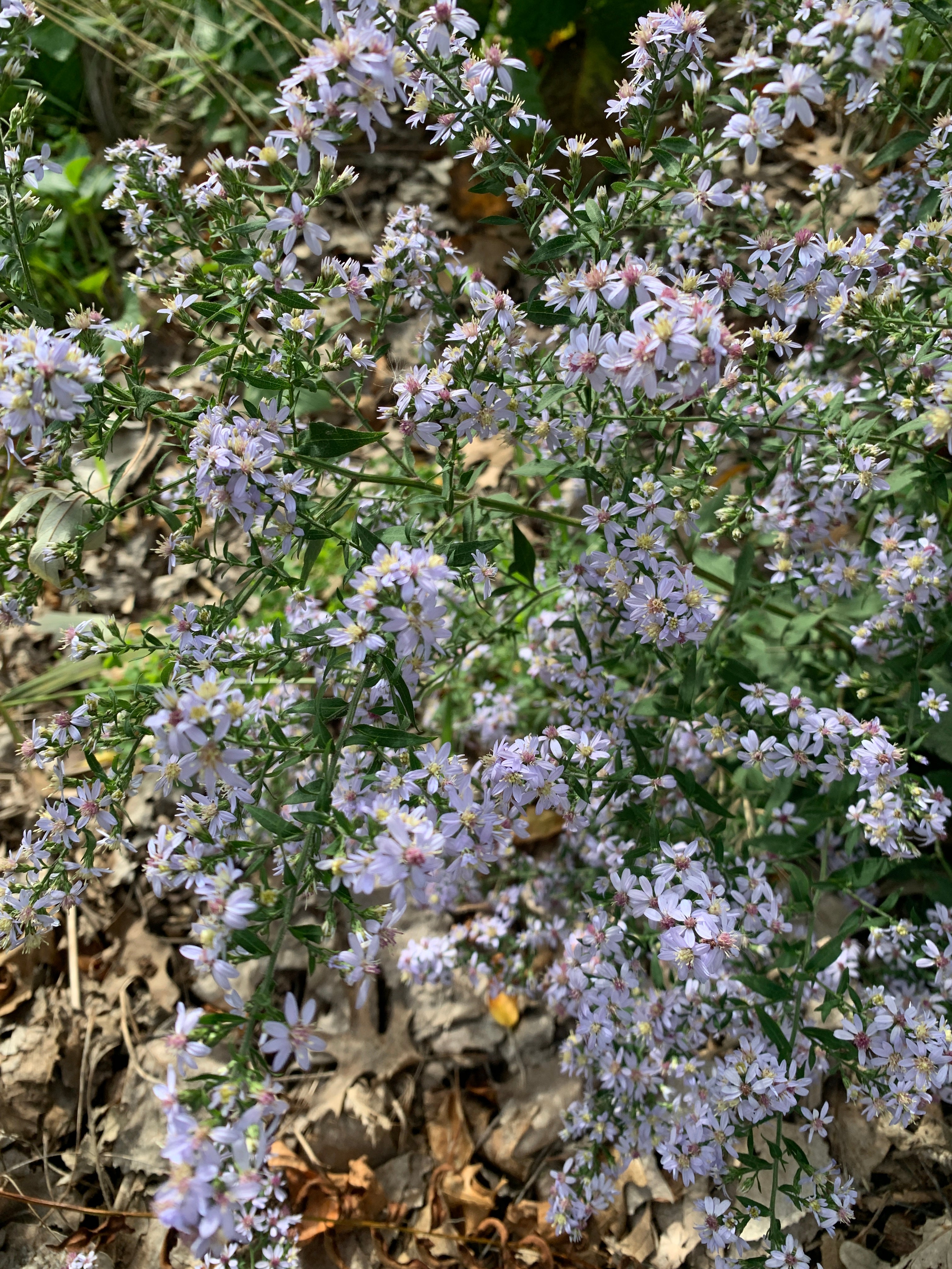Blue Wood Aster (Symphyotrichum Cordifolium)