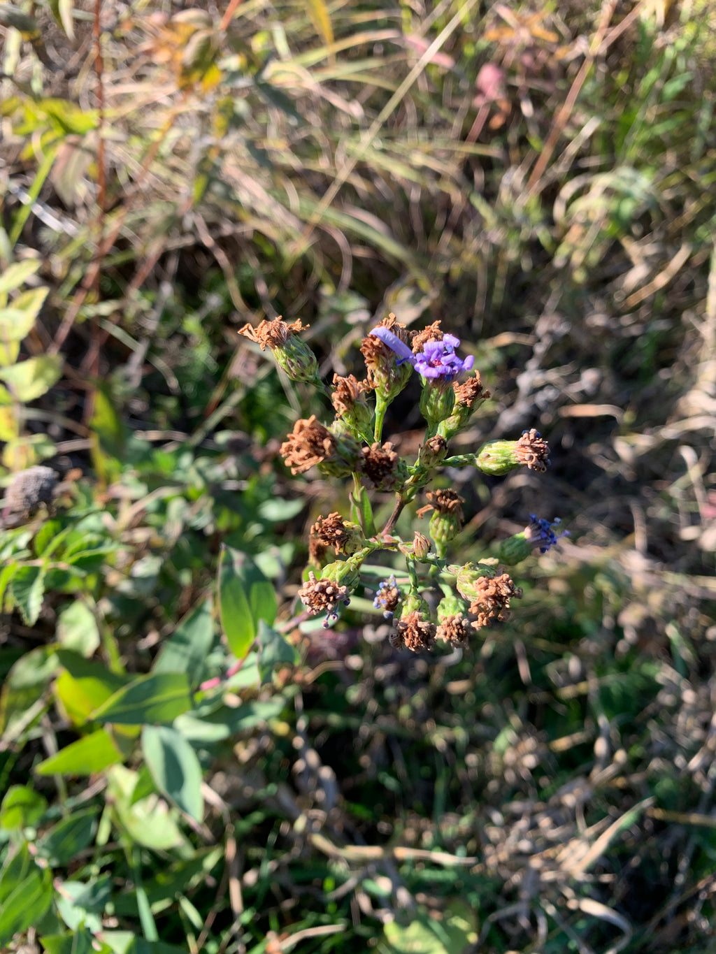 Smooth Aster (Symphyotrichum laeve)