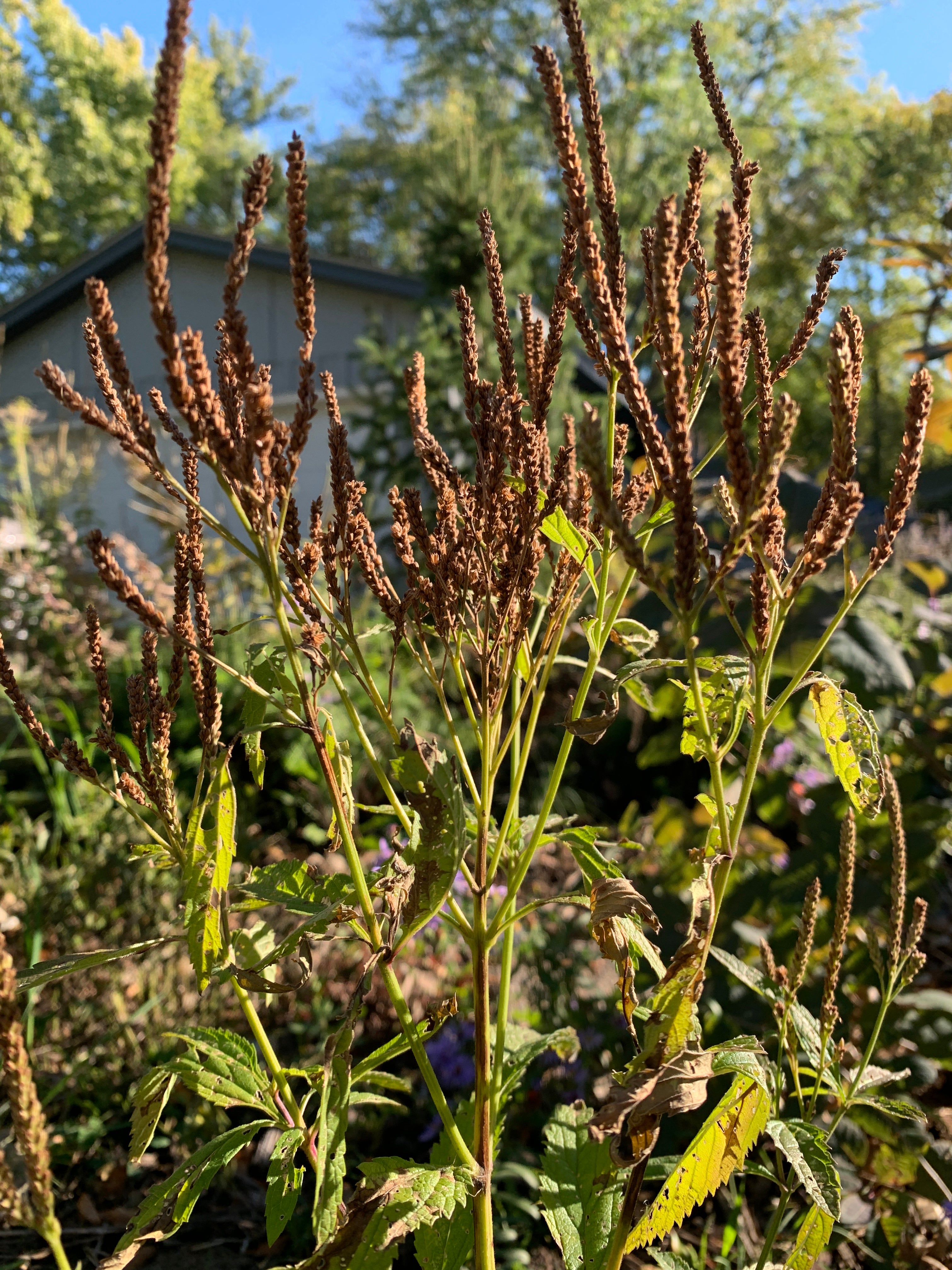 Blue Vervain (Verbena Hastata)
