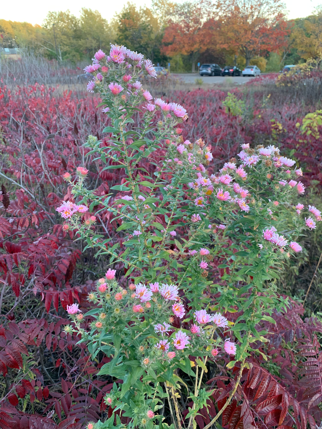 New England Aster (Symphyotrichum Novae-Angliae)
