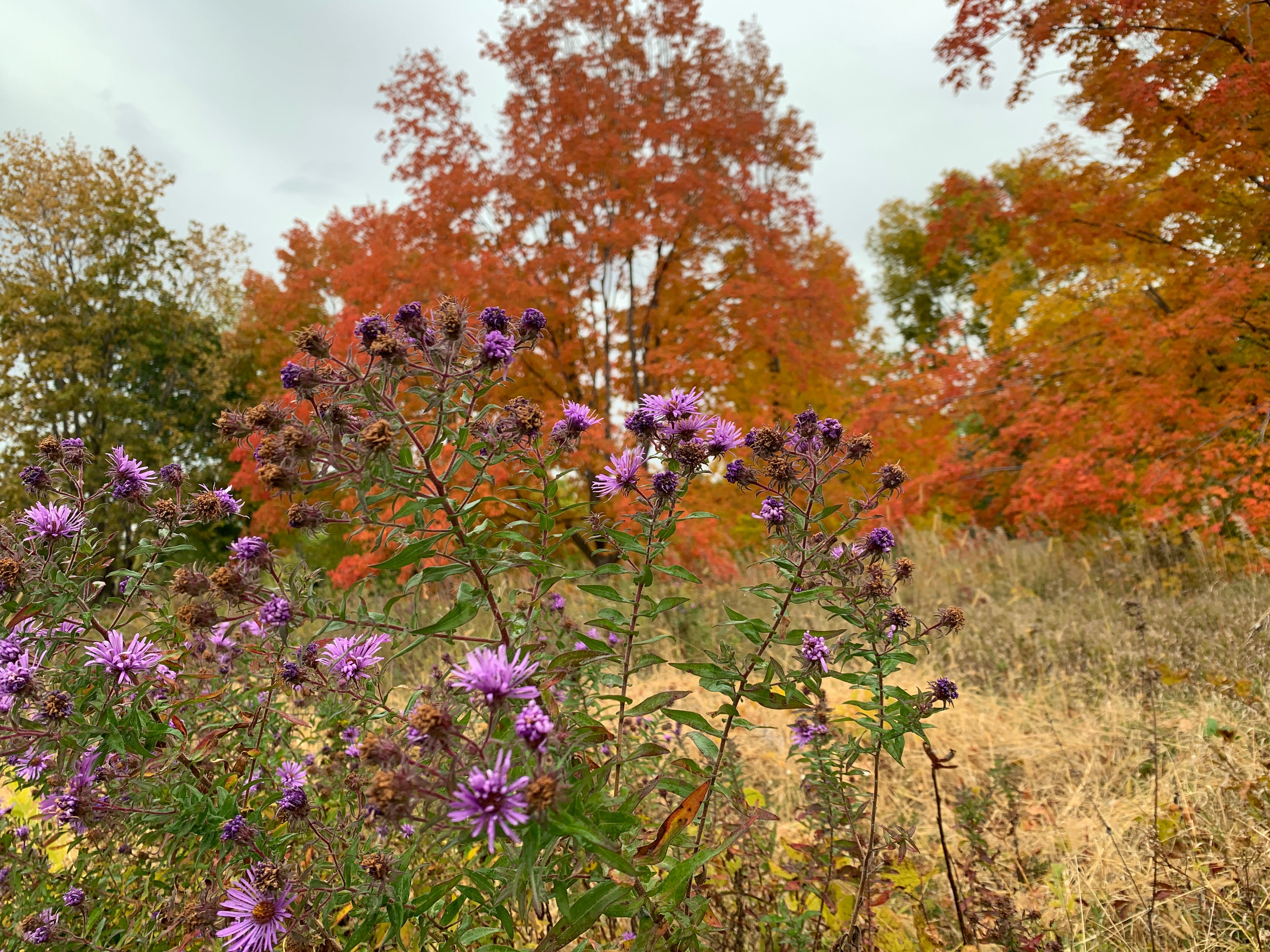 New England Aster (Symphyotrichum Novae-Angliae)