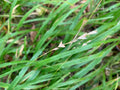 Beak Grass (Diarrhena Obovata)