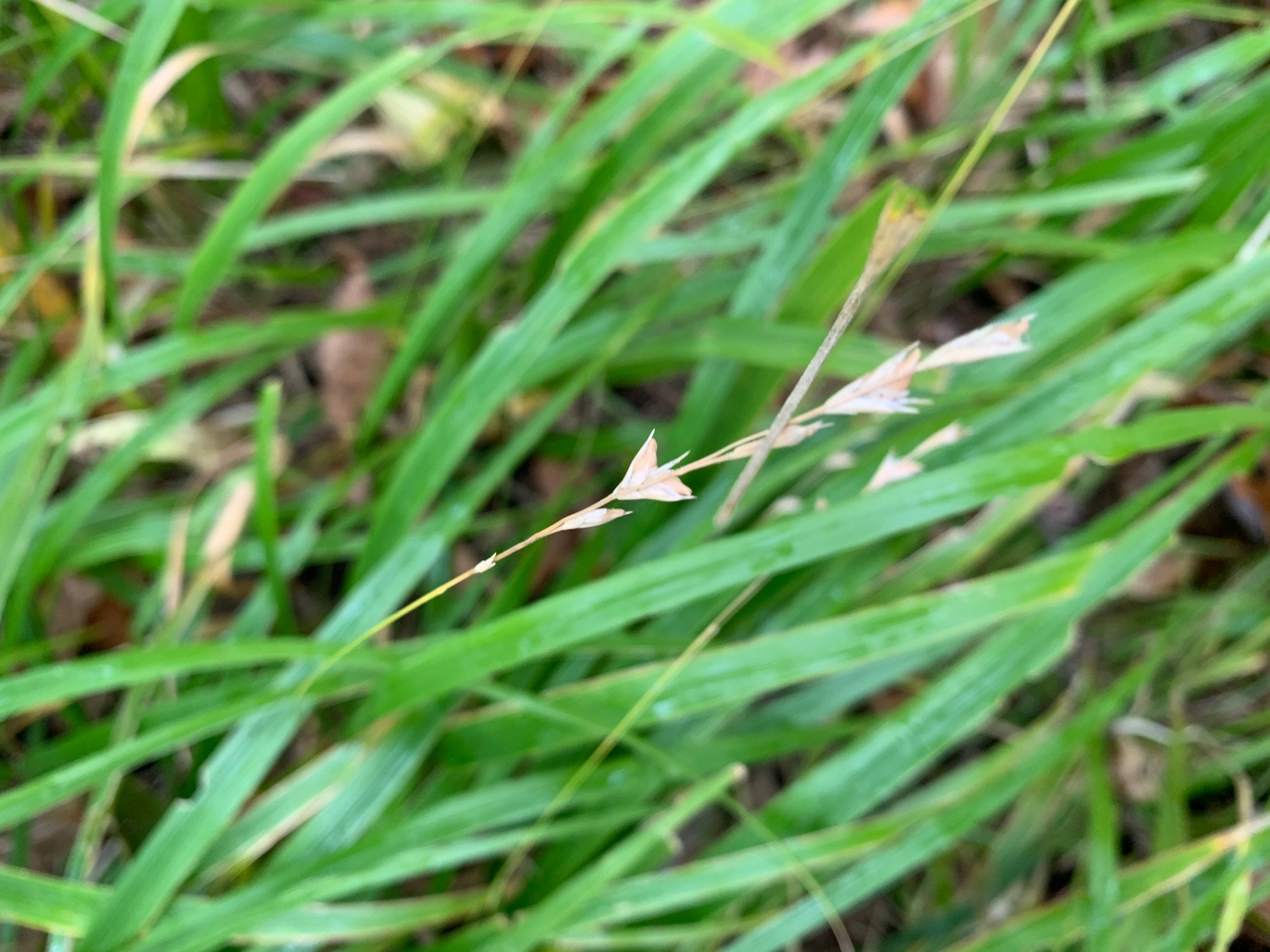 Beak Grass (Diarrhena Obovata)
