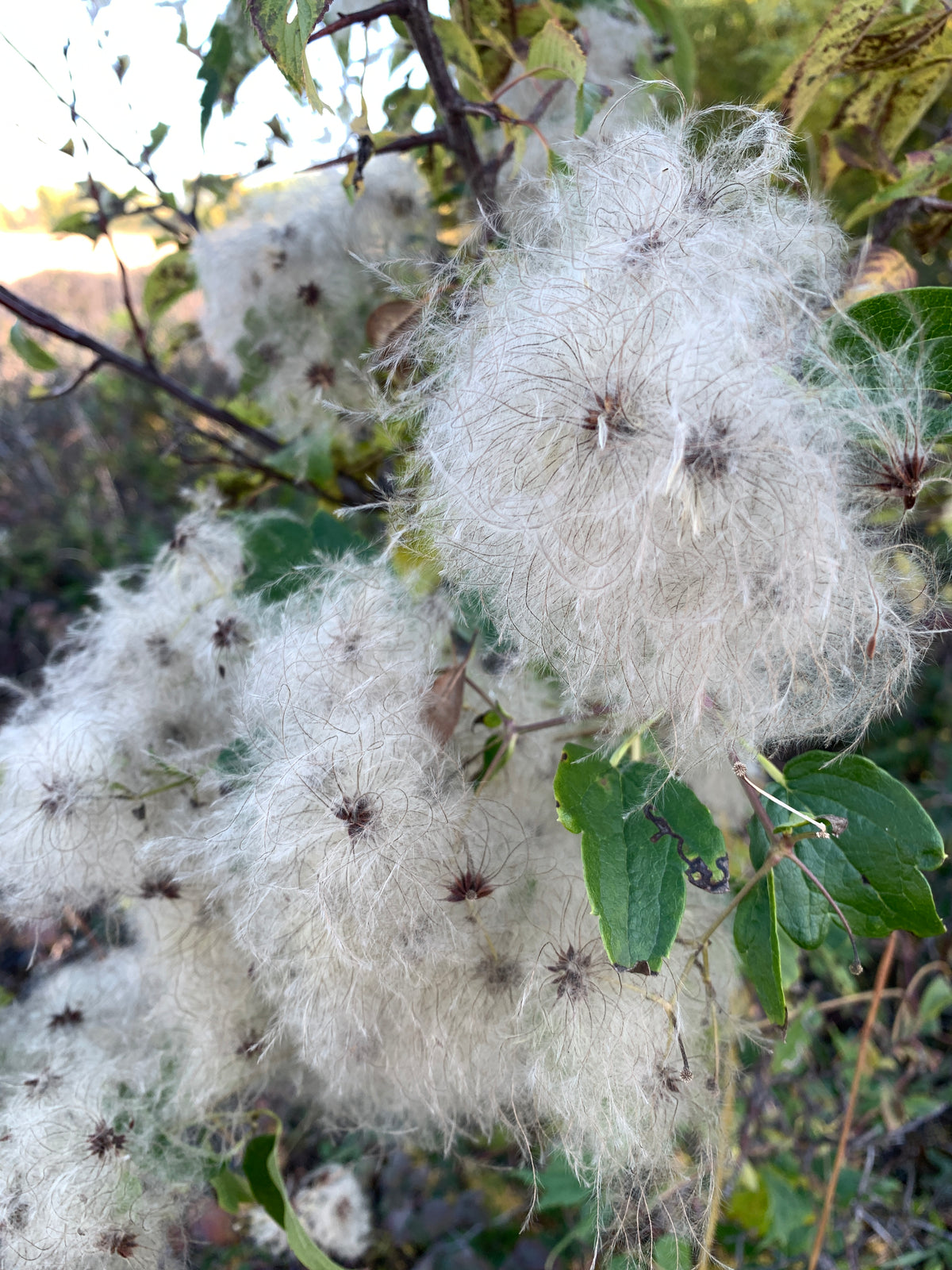 Virgin's Bower (Clematis Virginiana)