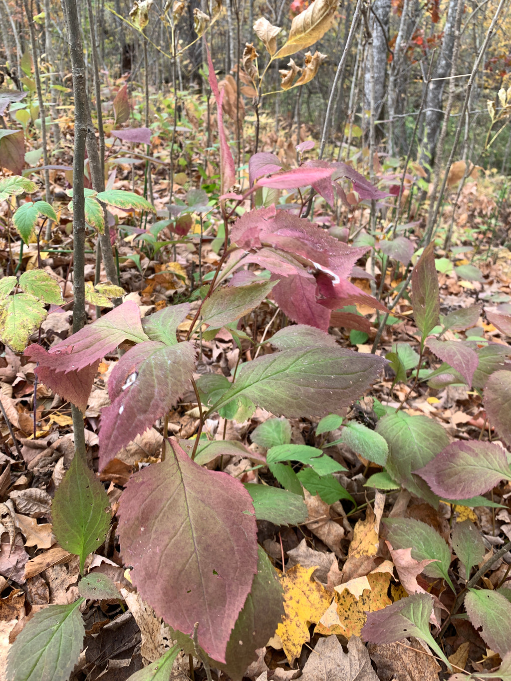 Zigzag Goldenrod (Solidago Flexicaulis)