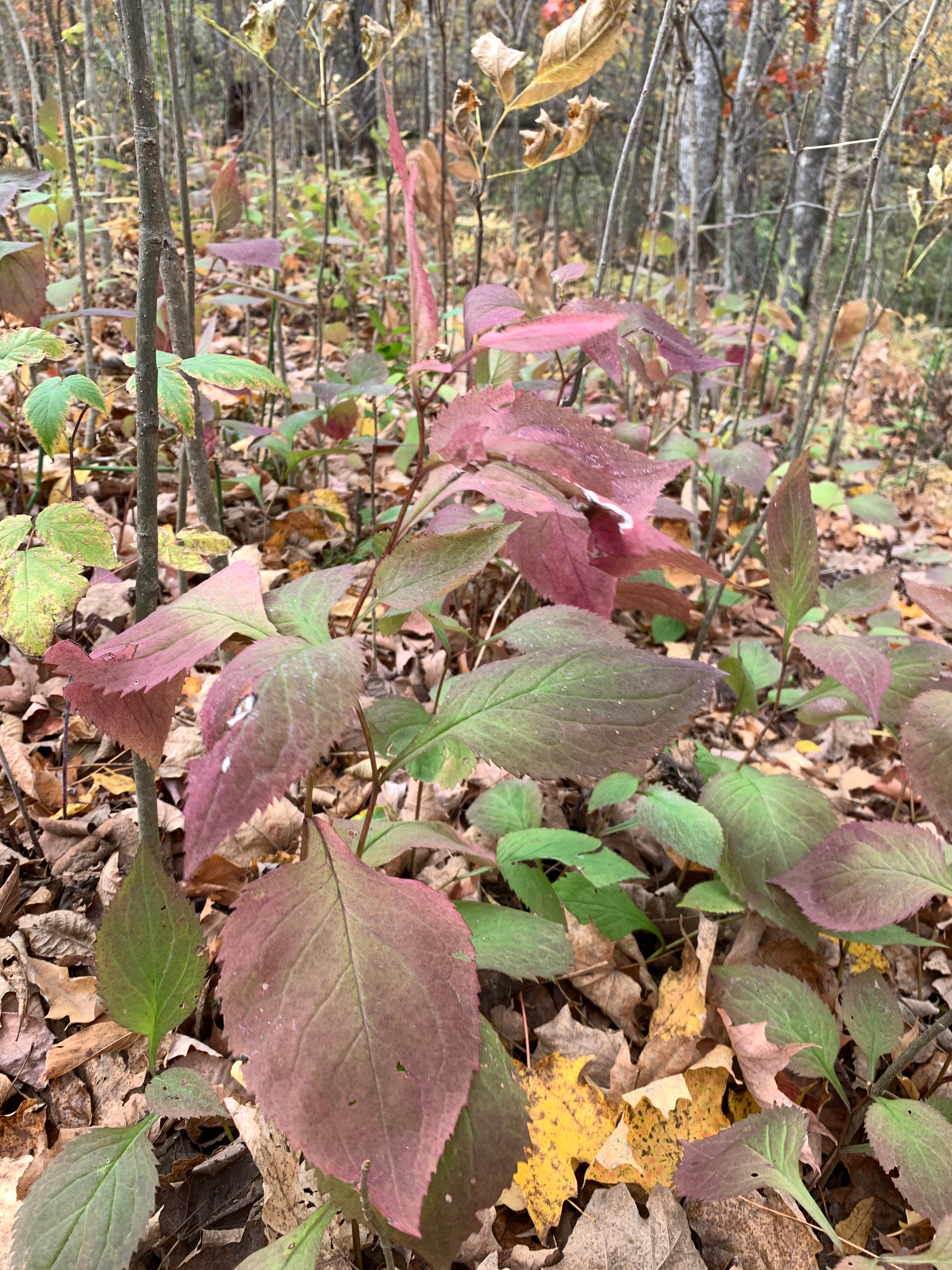 Zigzag Goldenrod (Solidago Flexicaulis)