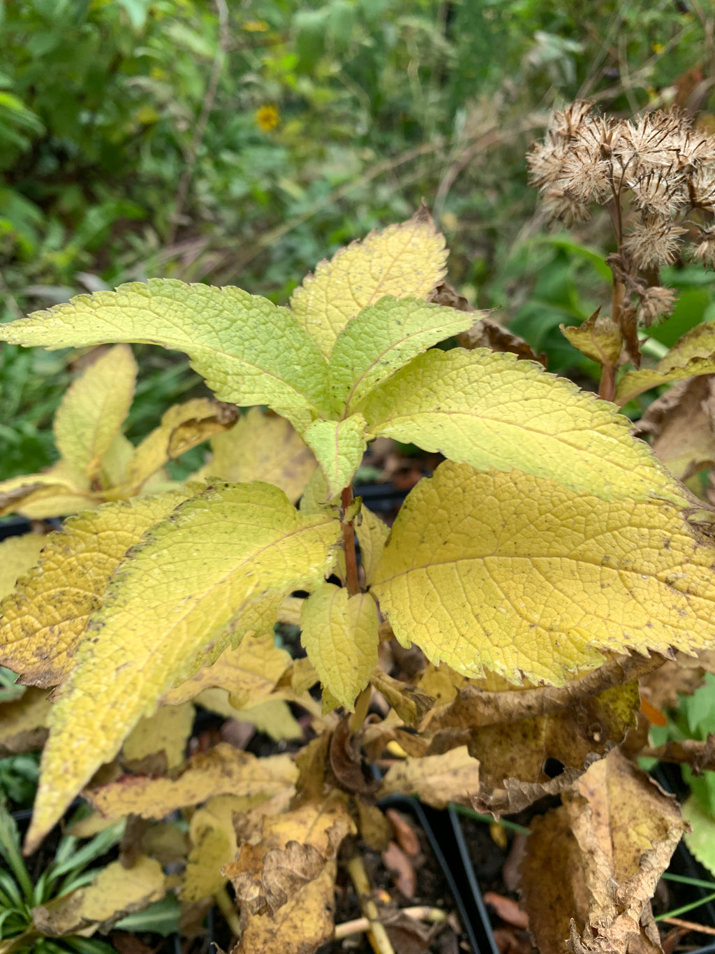 Spotted Joe Pye Weed (Eutrochium maculatum)