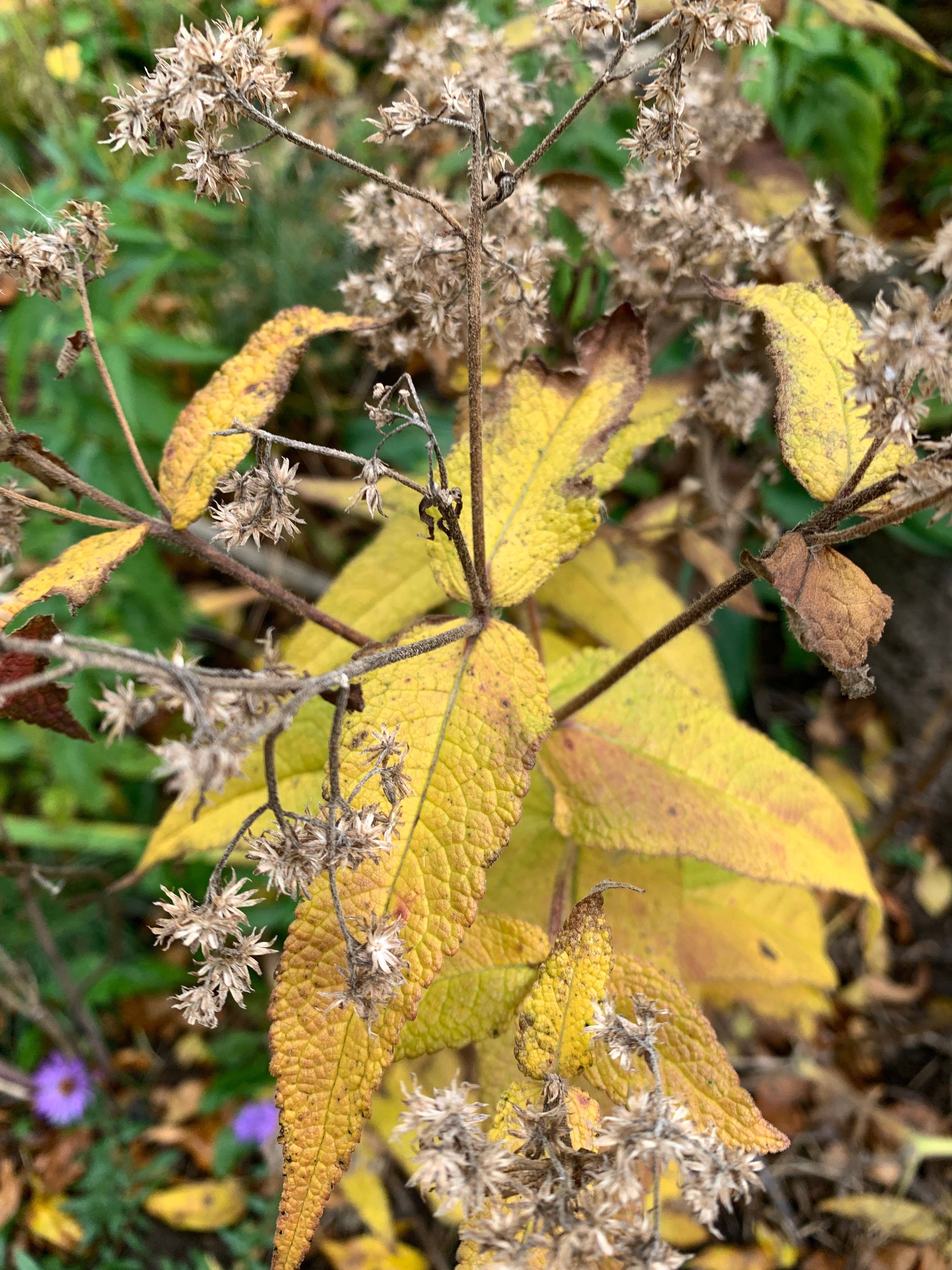 Common Boneset (Eupatorium Perfoliatum)