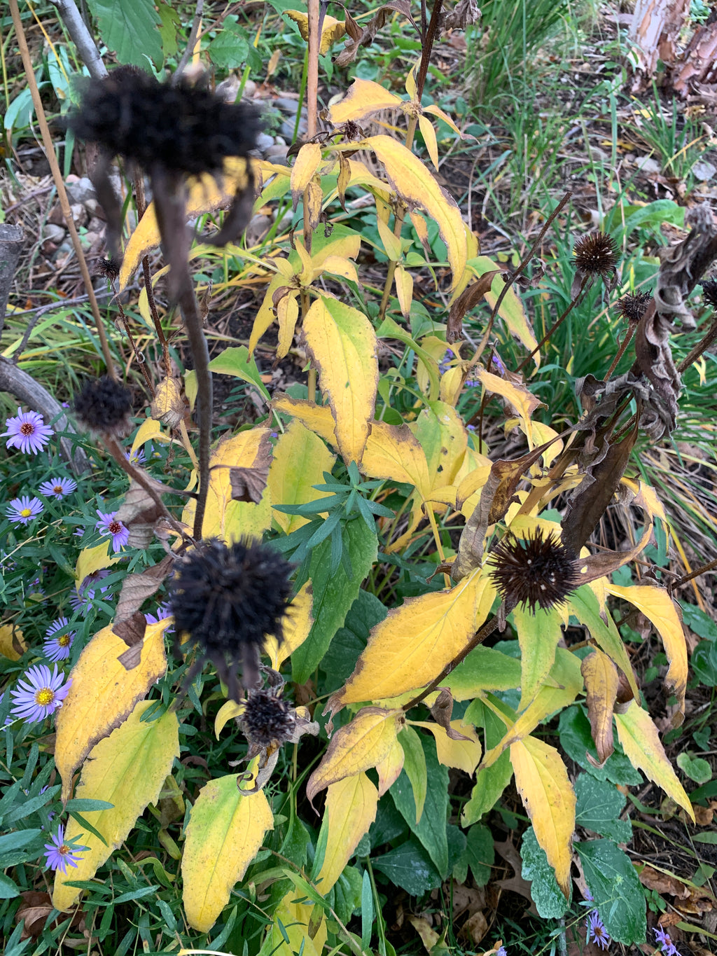 Eastern Purple Coneflower (Echinacea Purpurea)