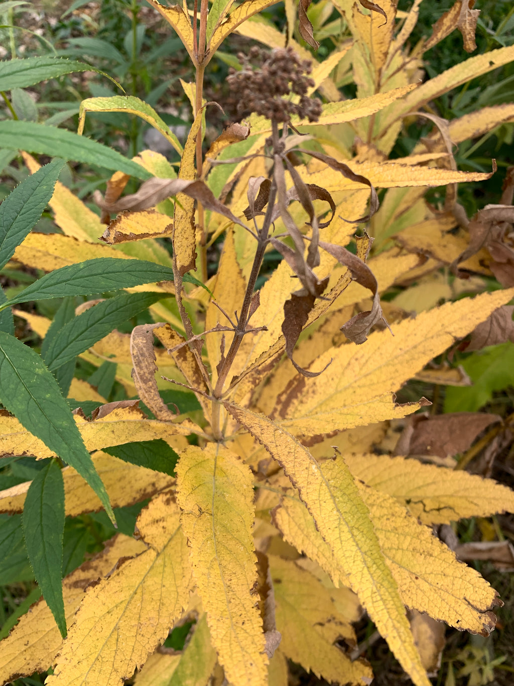 Spotted Joe Pye Weed (Eutrochium maculatum)