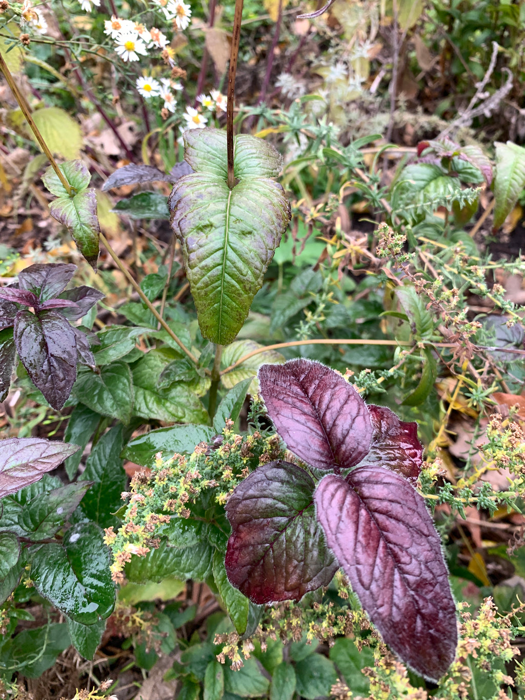 Bradbury Bee Balm (Monarda bradburiana)