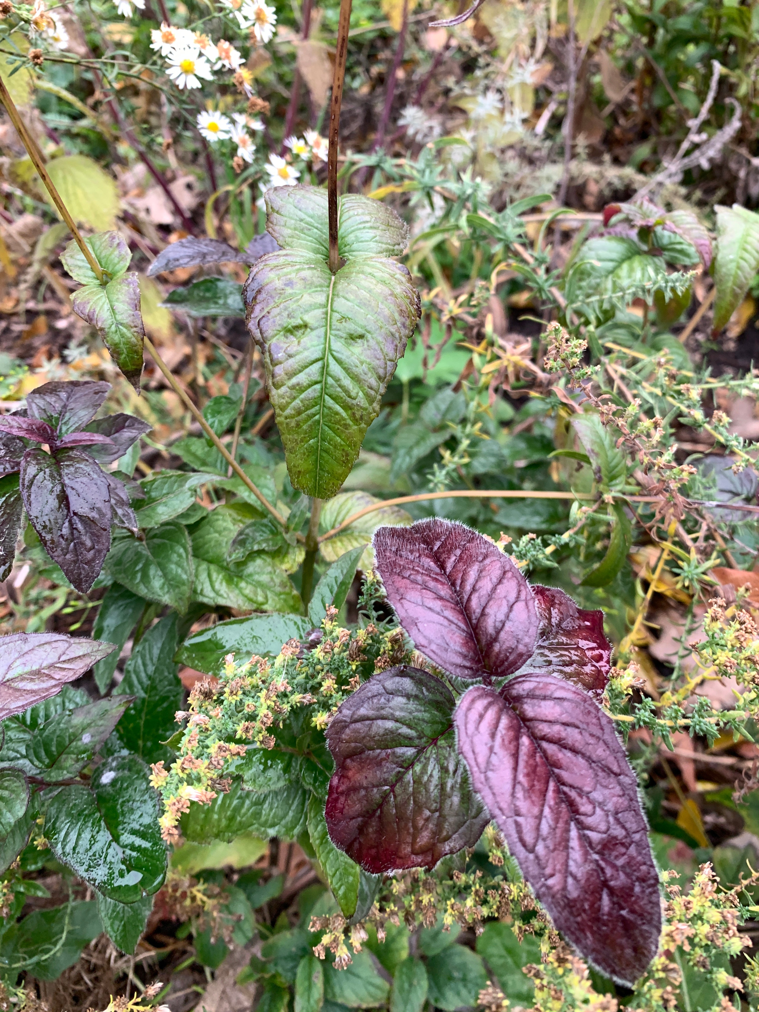 Bradbury Bee Balm (Monarda bradburiana)