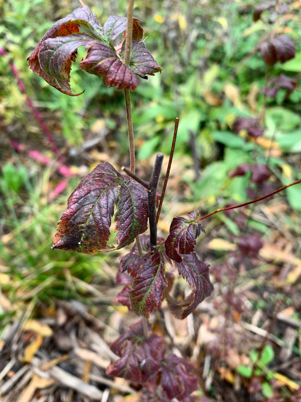 American Ipecac (Porteranthus stipulatus)