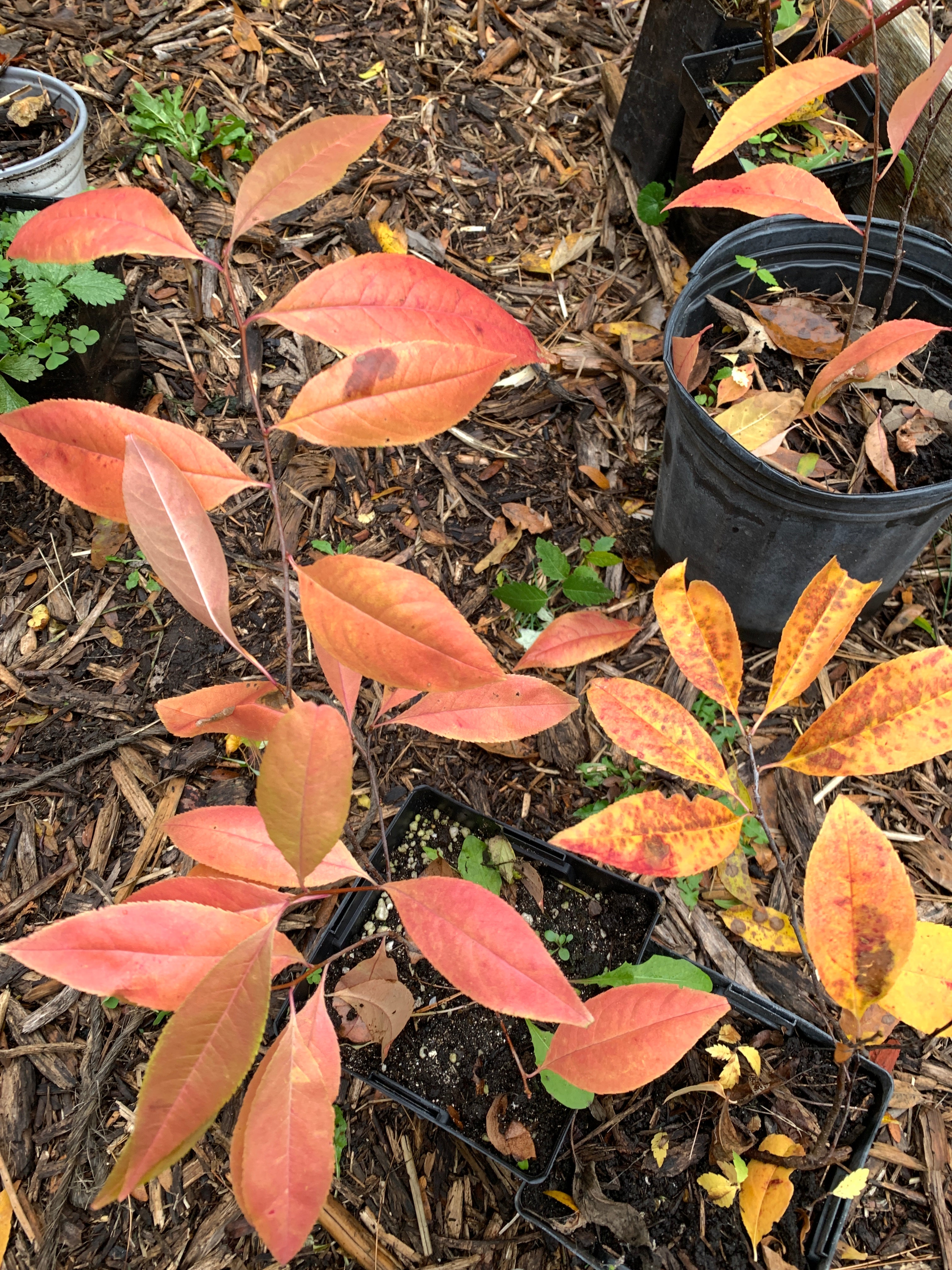 Black Cherry (Prunus Serotina)