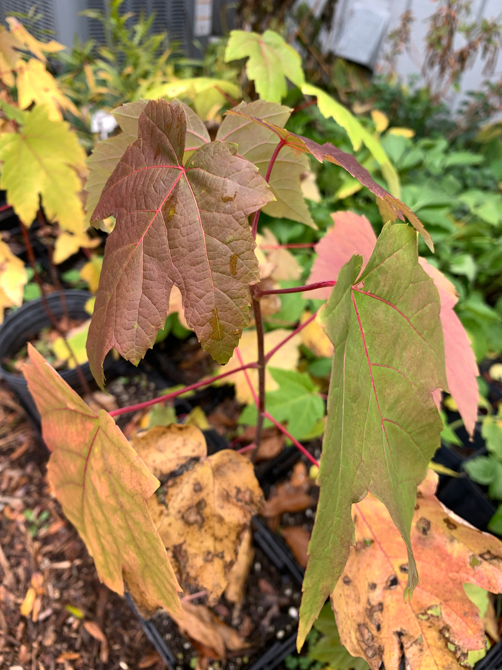 Silver Maple (Acer Saccharinum)