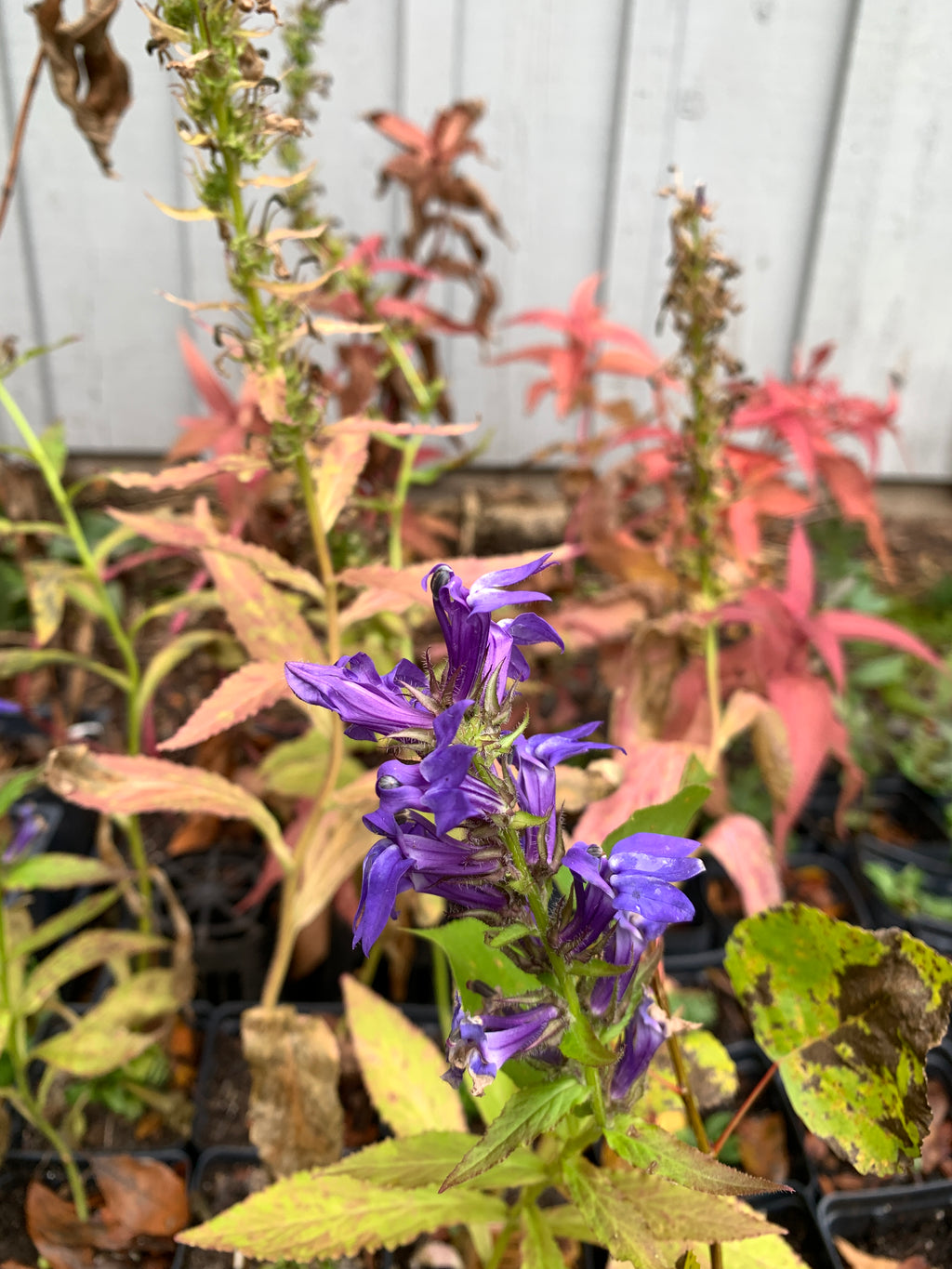 Blue lobelia (Lobelia Siphilitica)